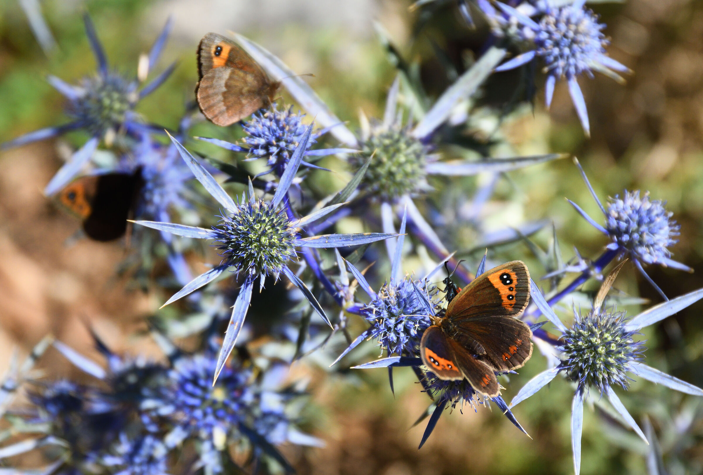 Eryngium Amethystinum (Calcatreppola ametistin)...