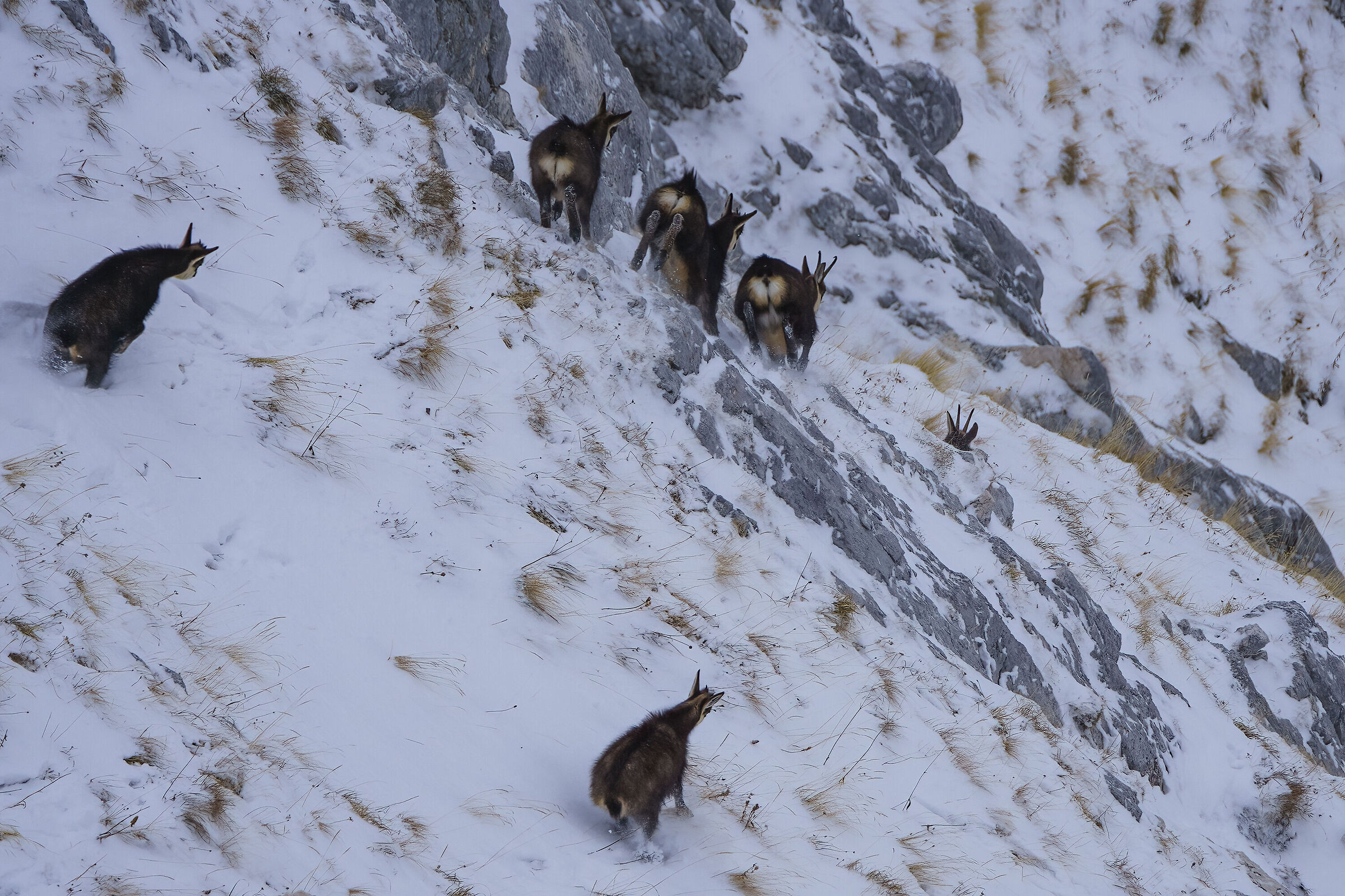 Chamois, the escape ( they saw me )...