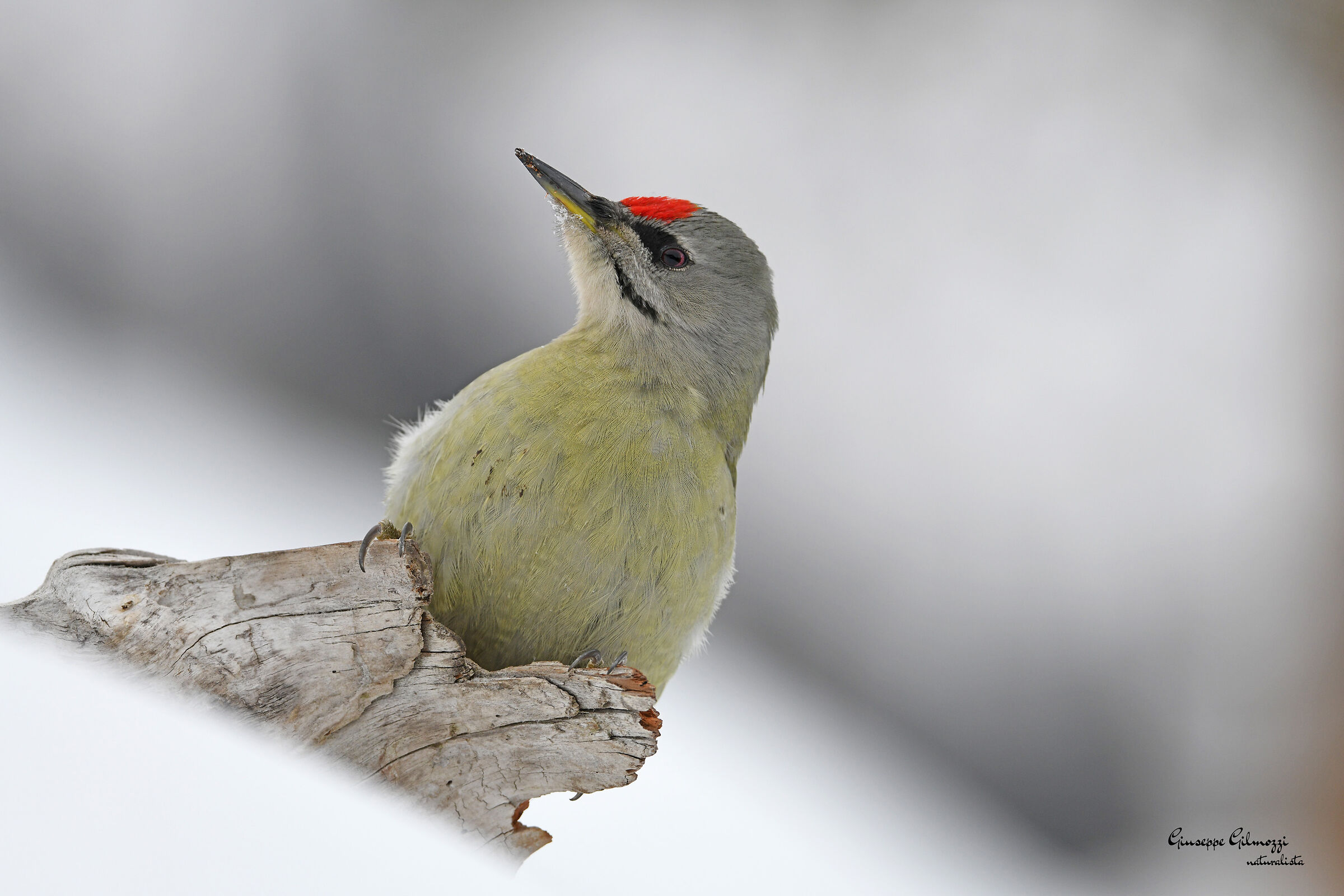 Grey-headed woodpecker...