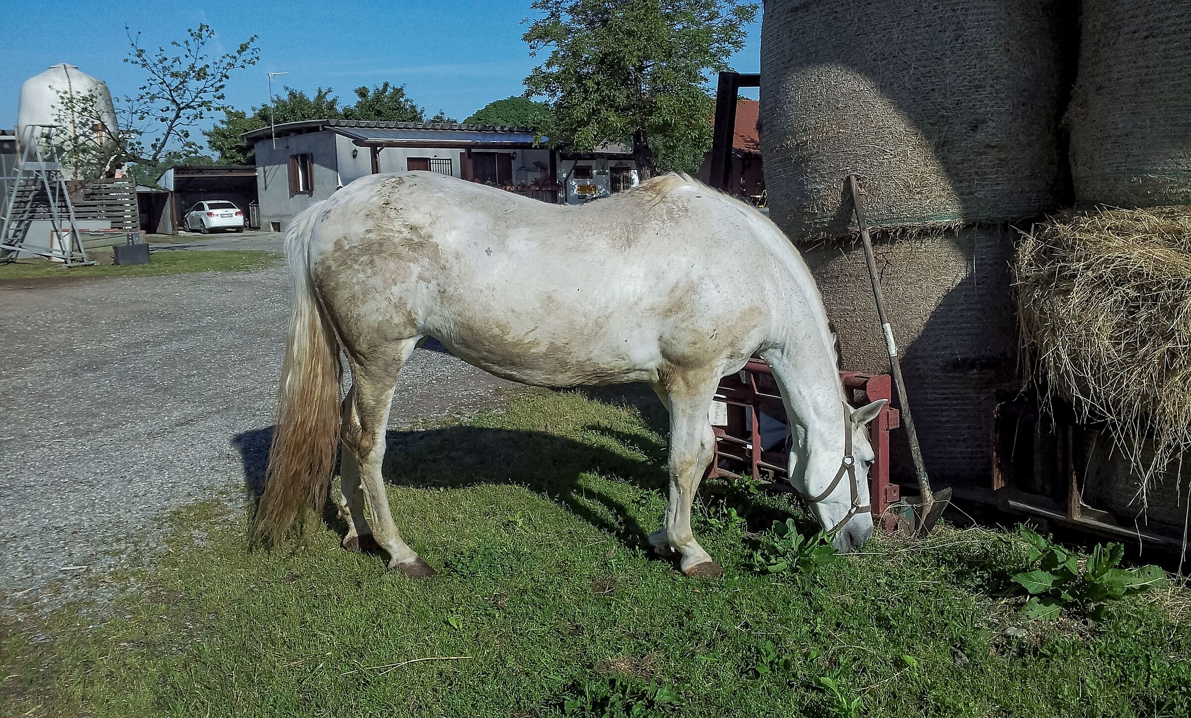 Horse while eating 3/05/2016...
