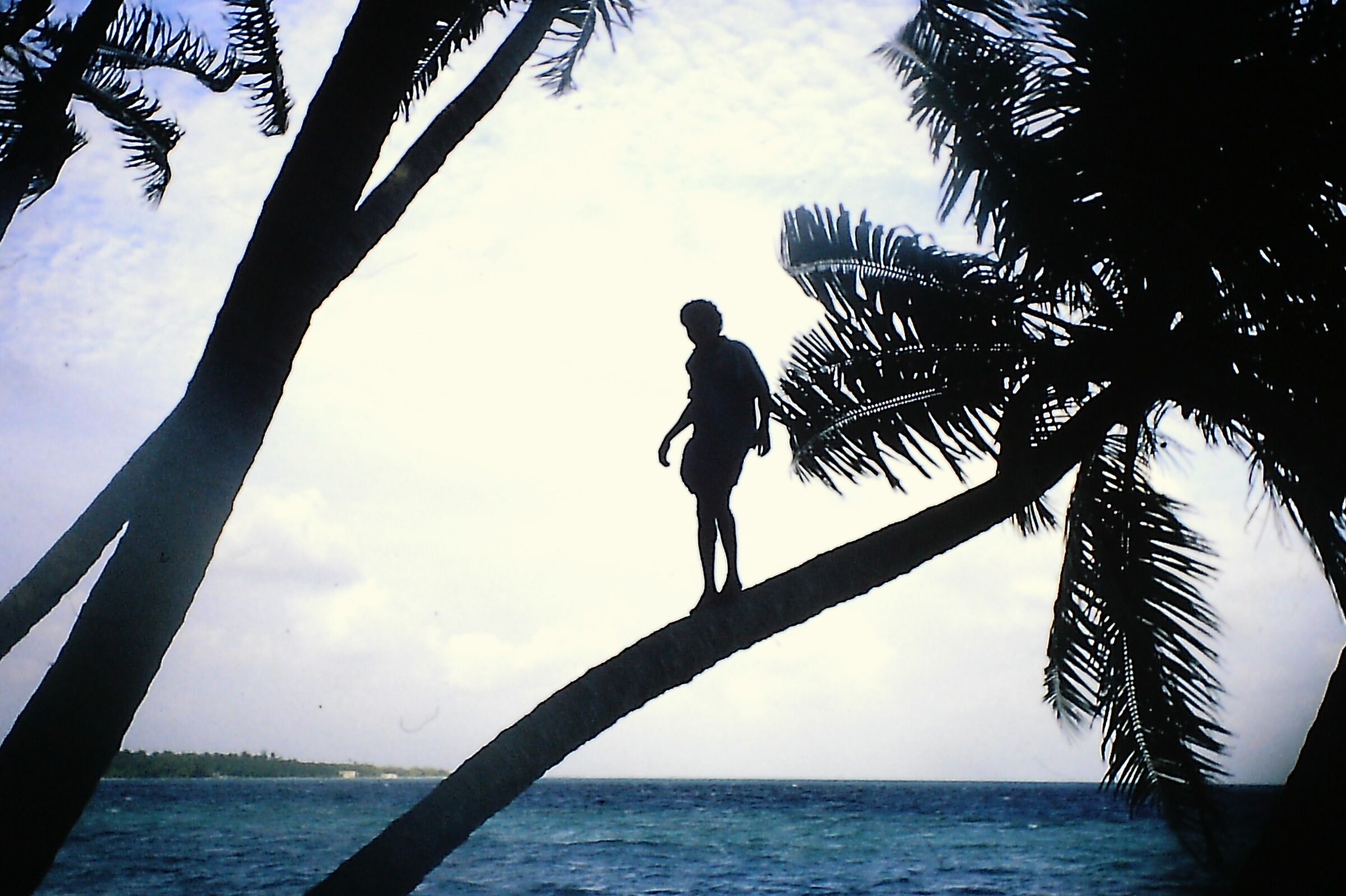 Maldivian walks on coconut palm...