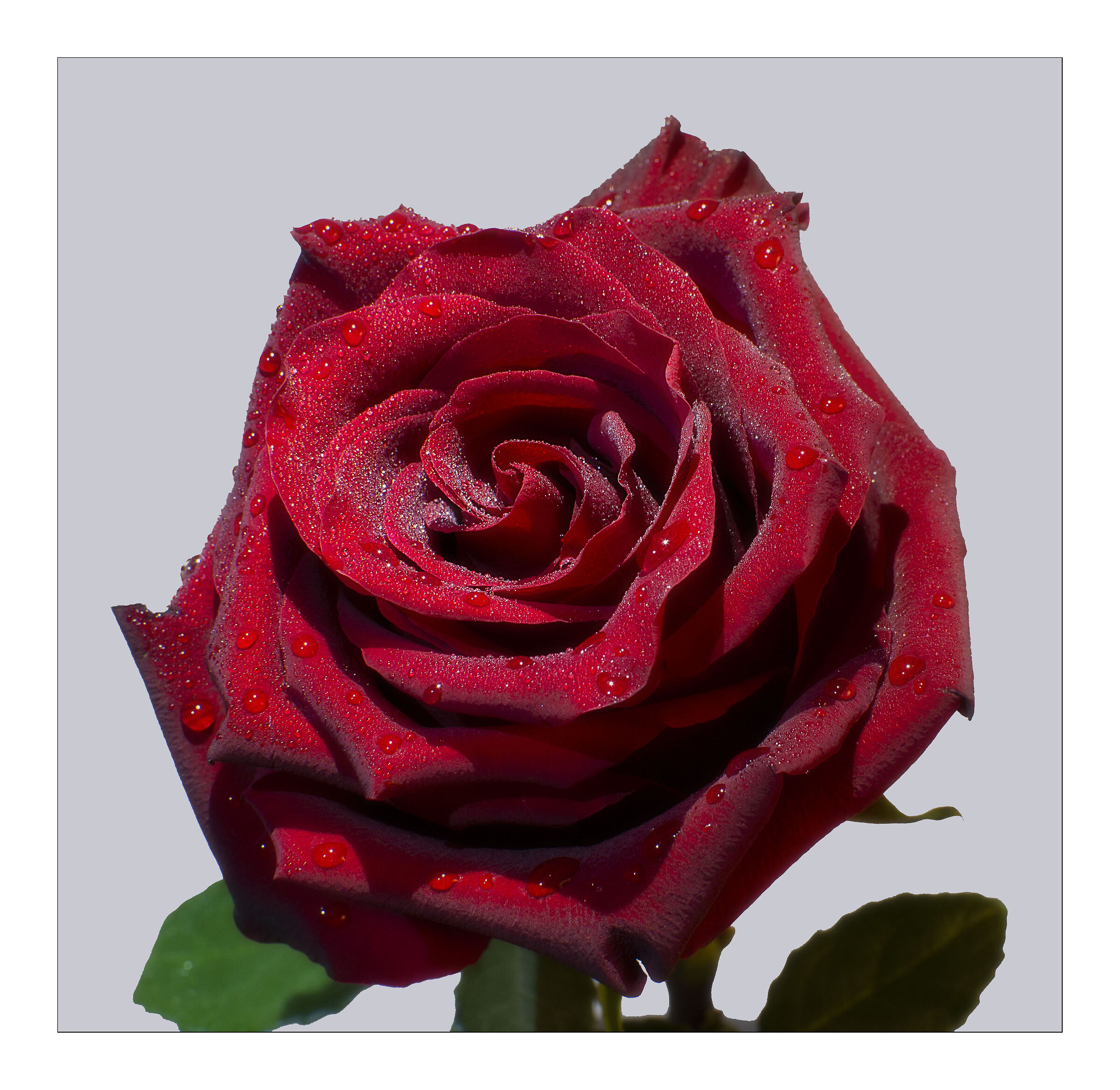 La Rosa, eterna regina dei fiori...