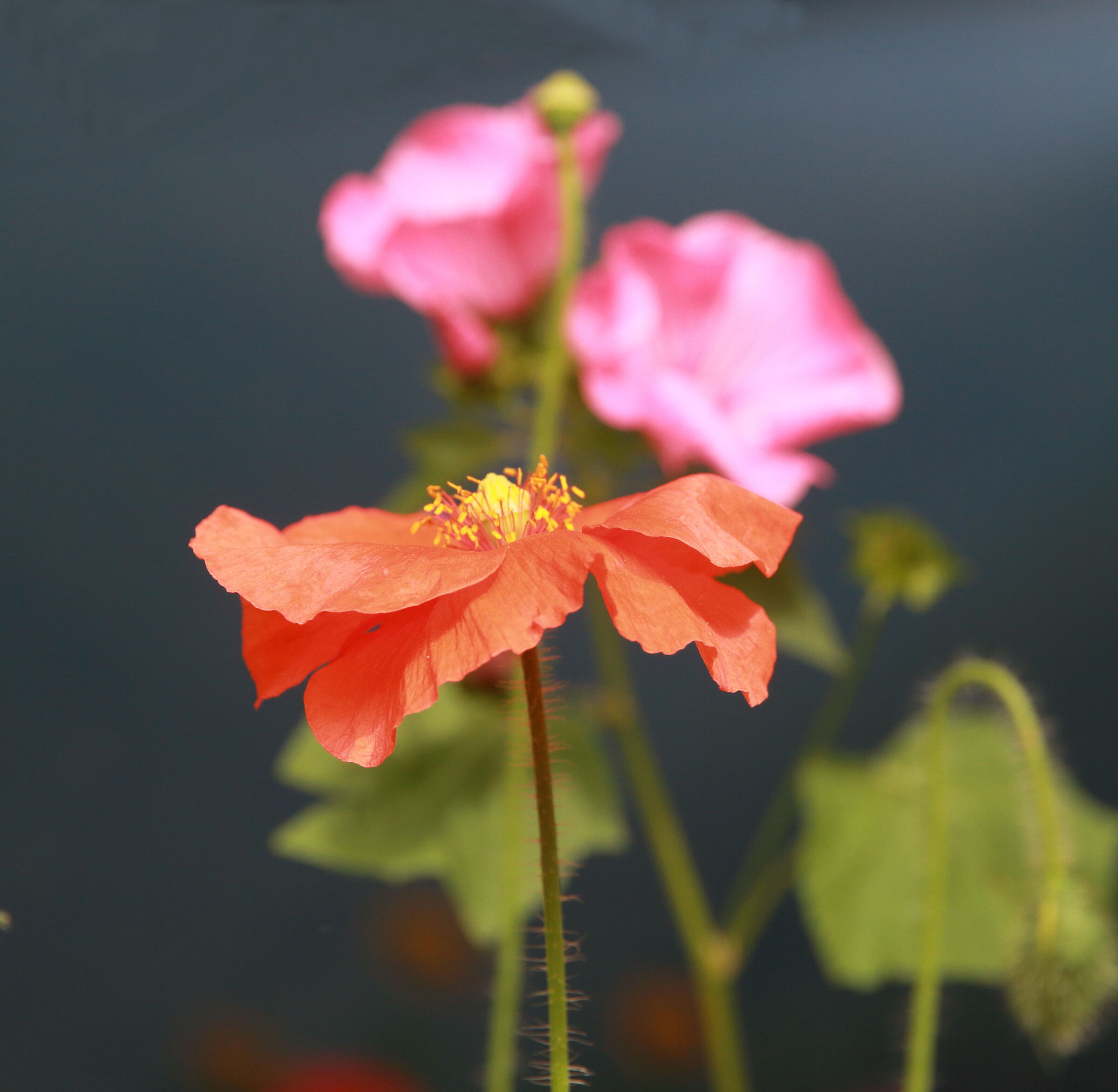 Poppies...