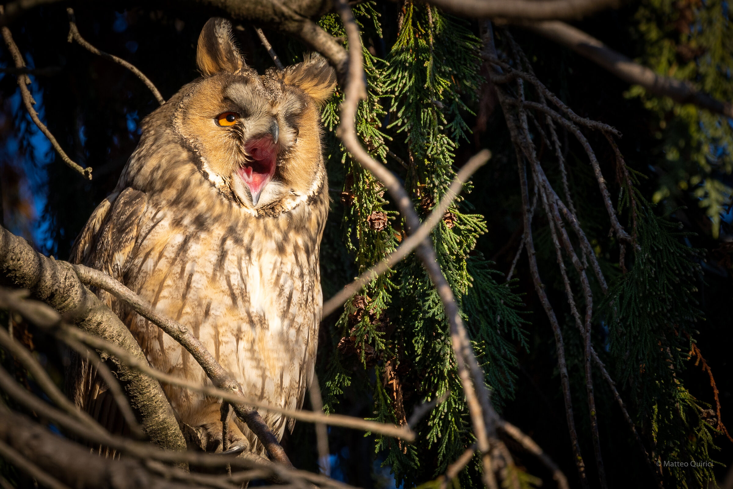 Common owl upon awakening...