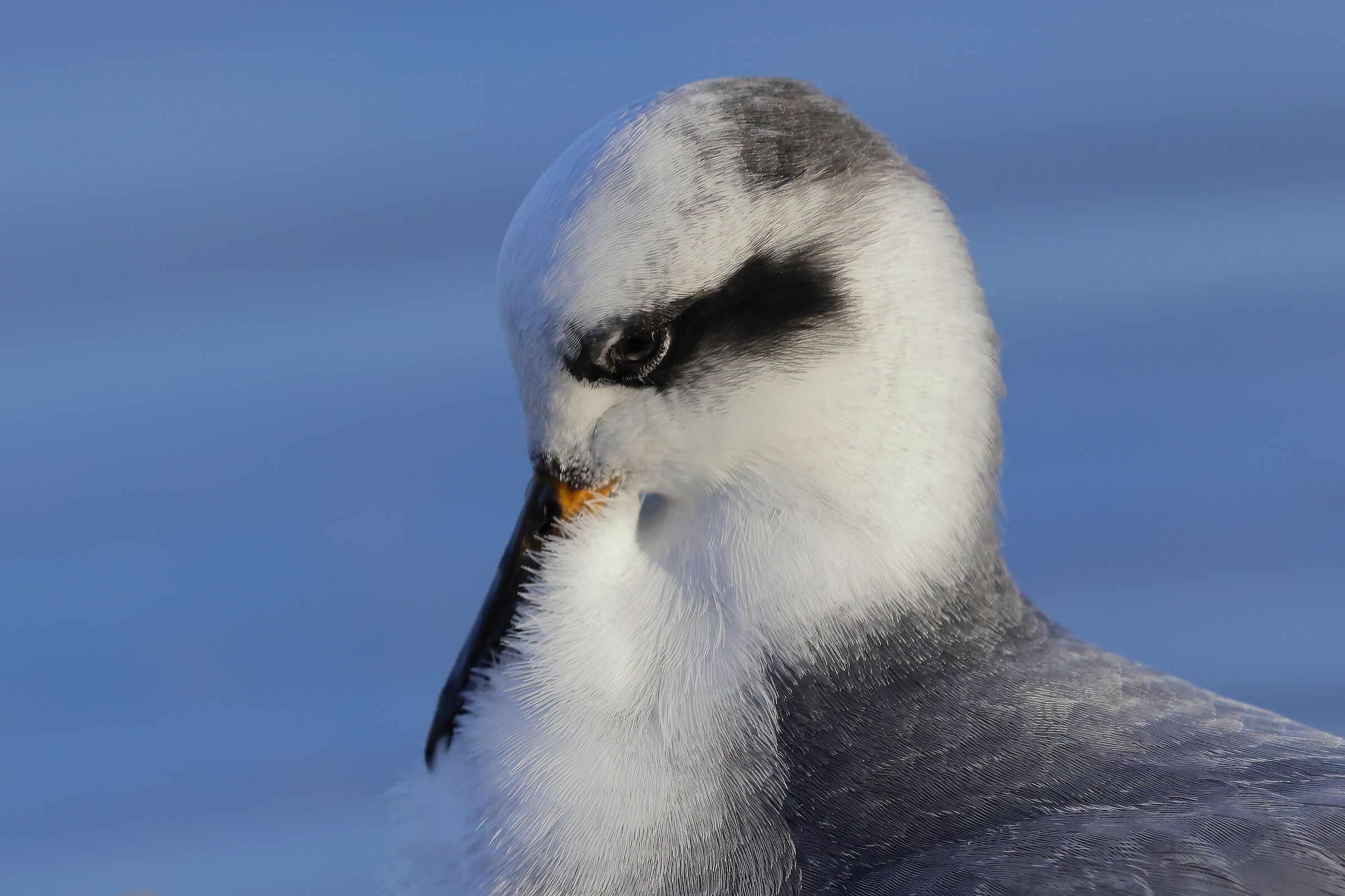 Red phalarope...