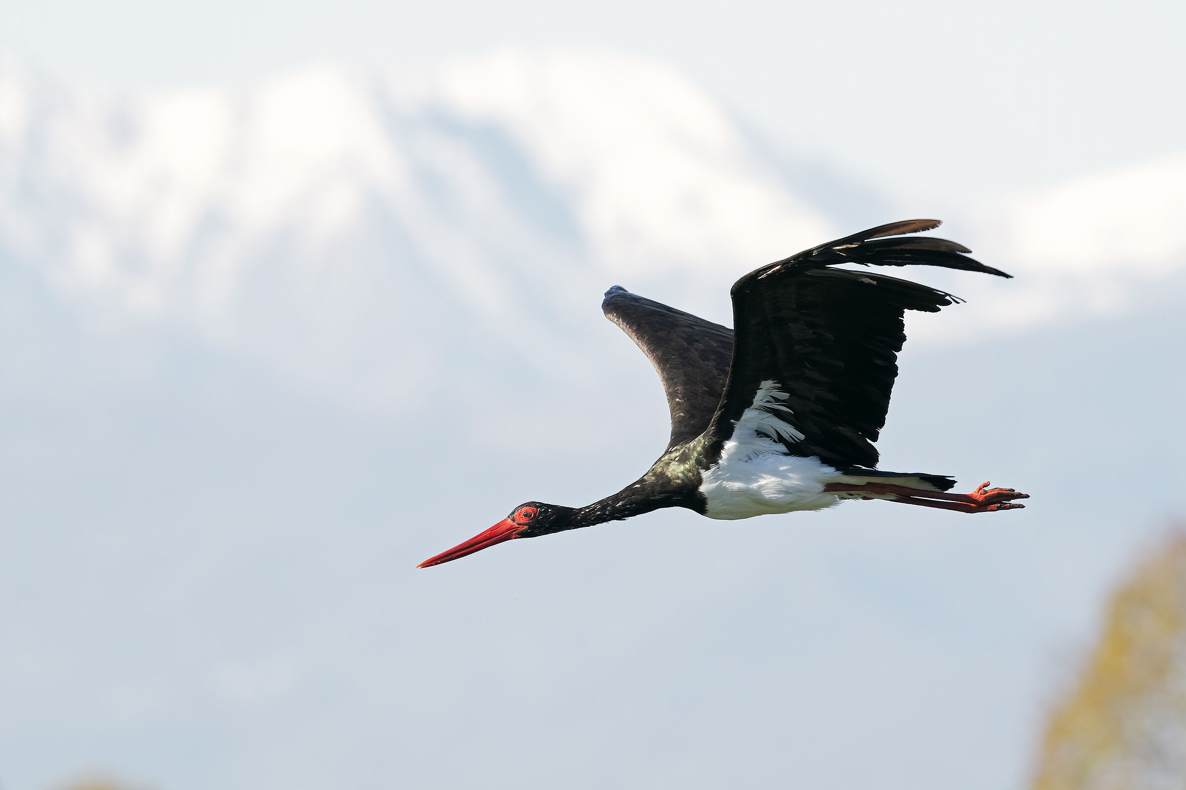 Black stork...