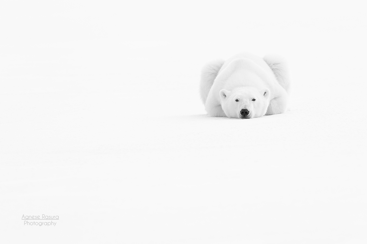 Polar bear...