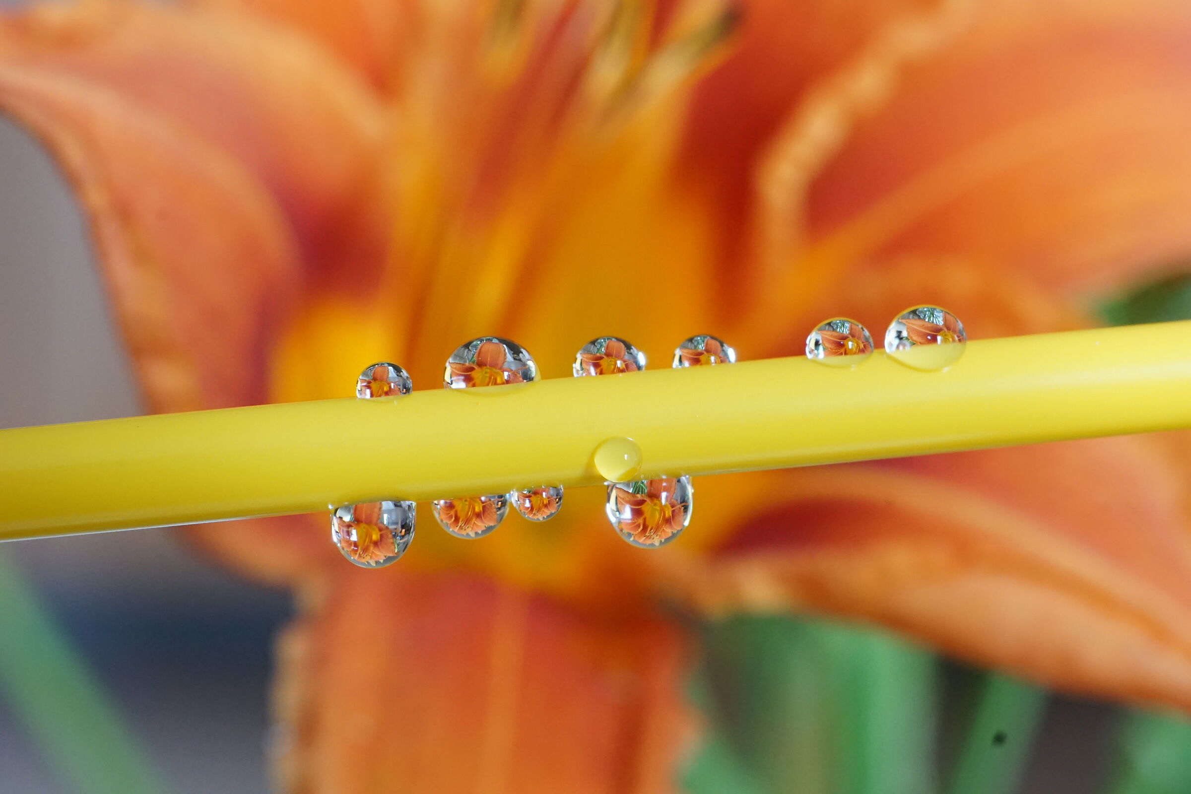 The flower in a drop...