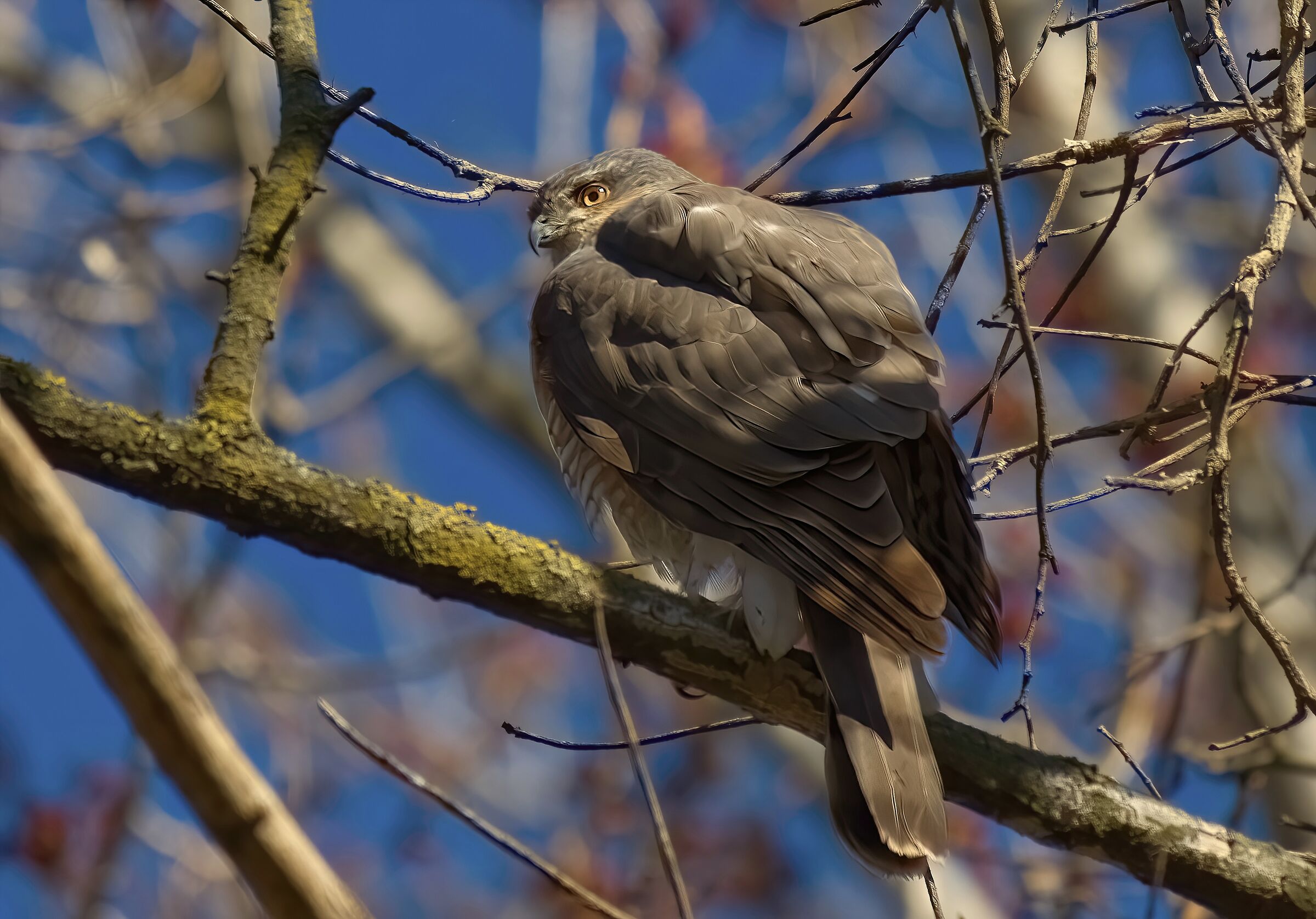 Sparrowhawk between the branches...