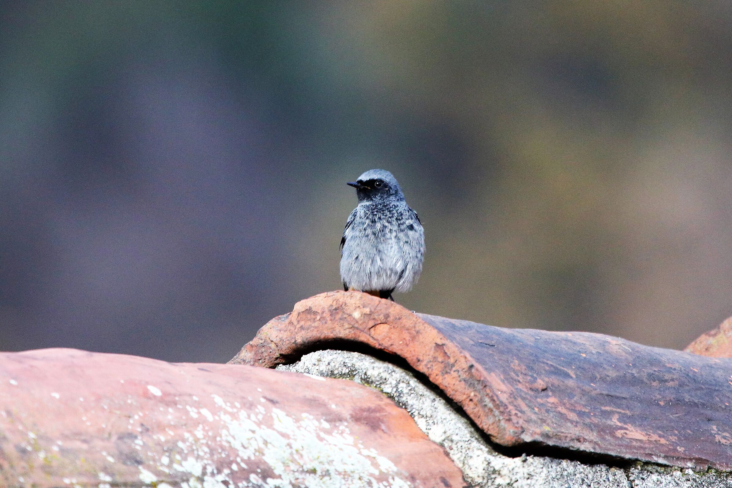 Redstart...