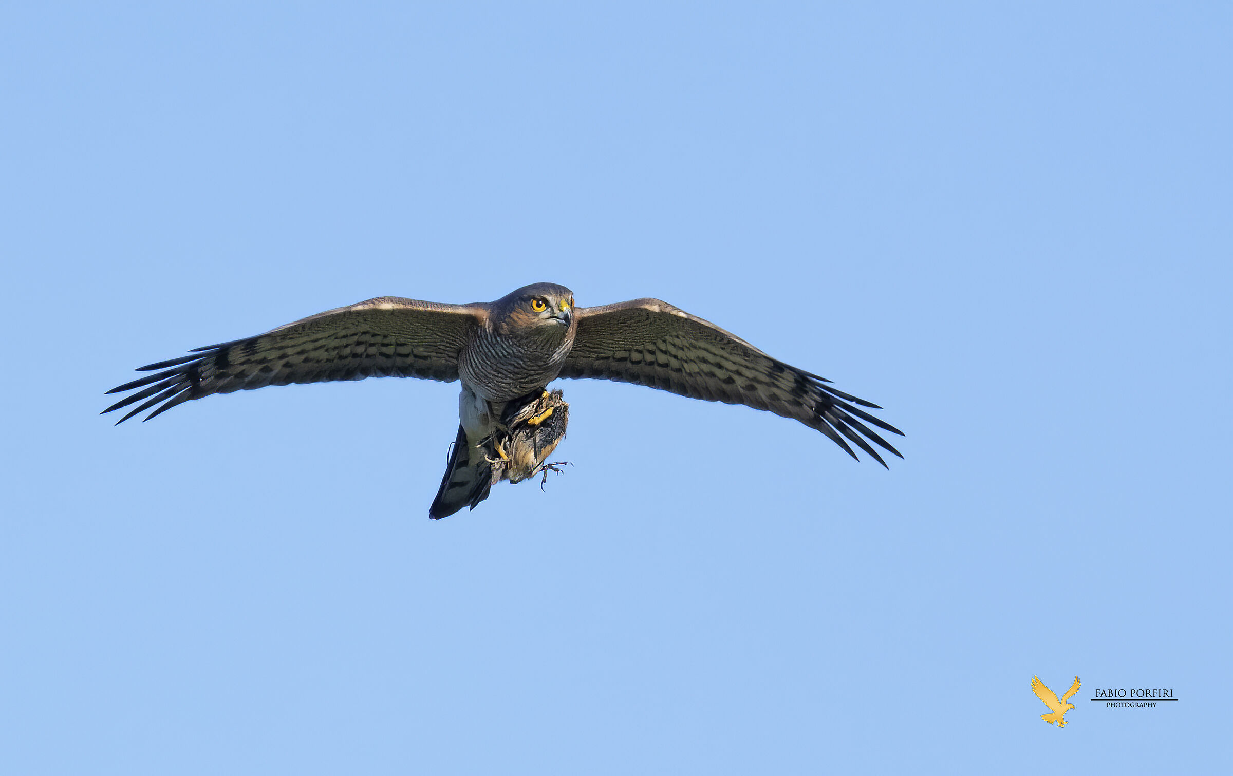 Wild photo - Sparrowhawk with prey ...