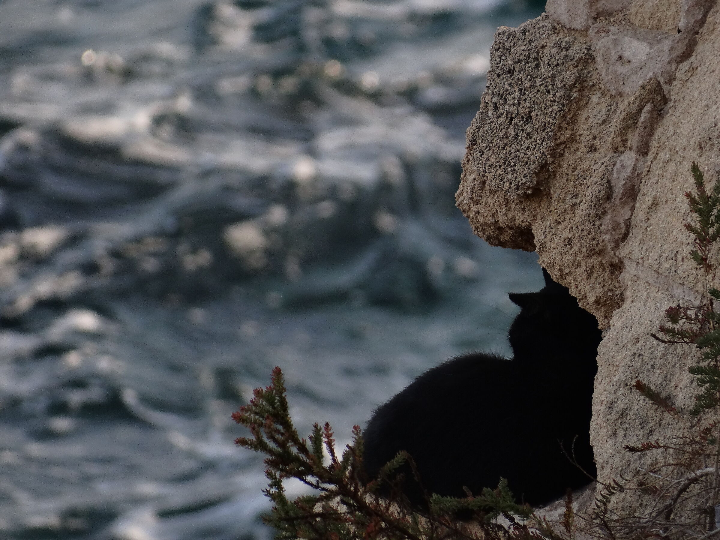 Black cat contemplating the sea...