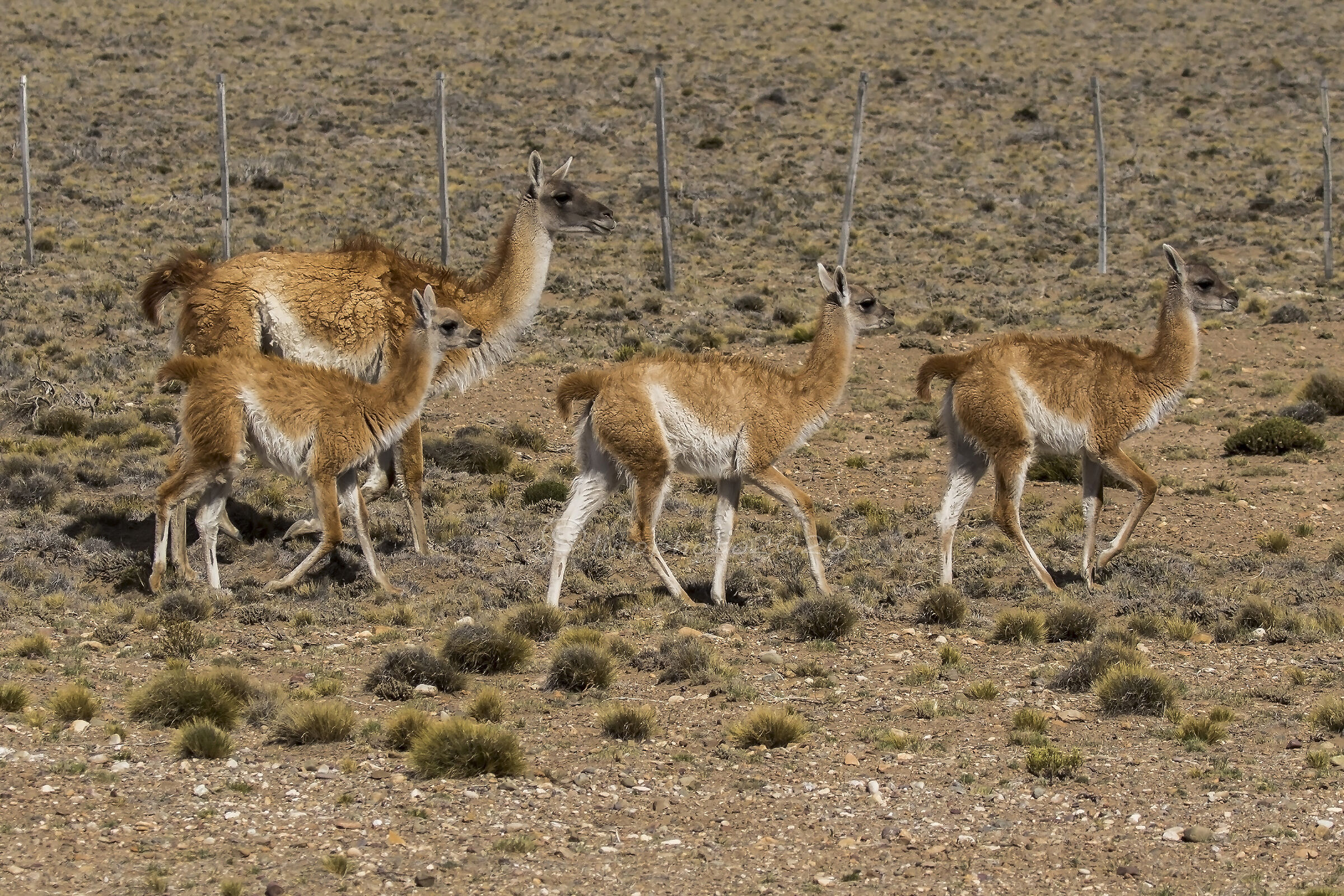 The family of guanacos...