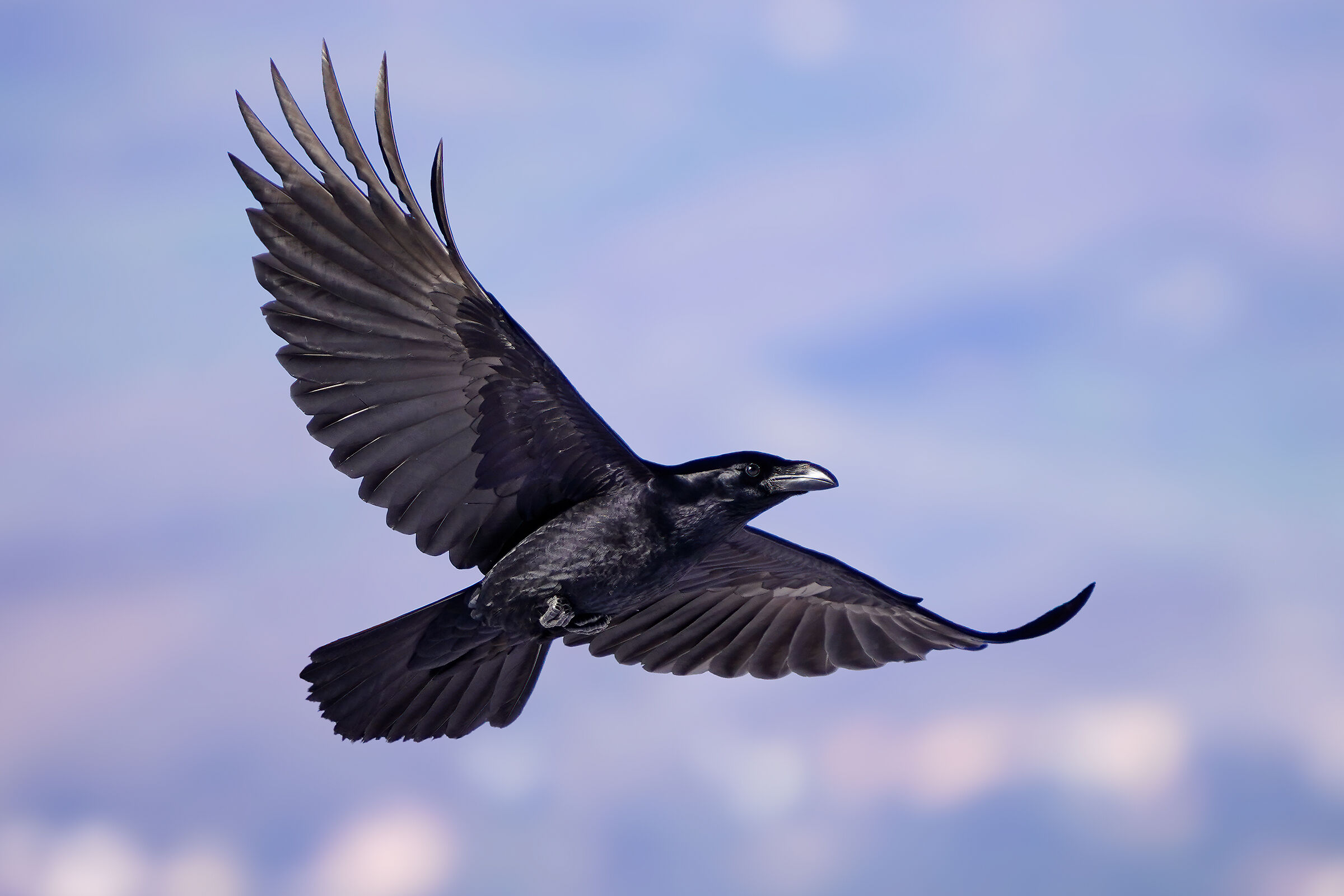 Raven...