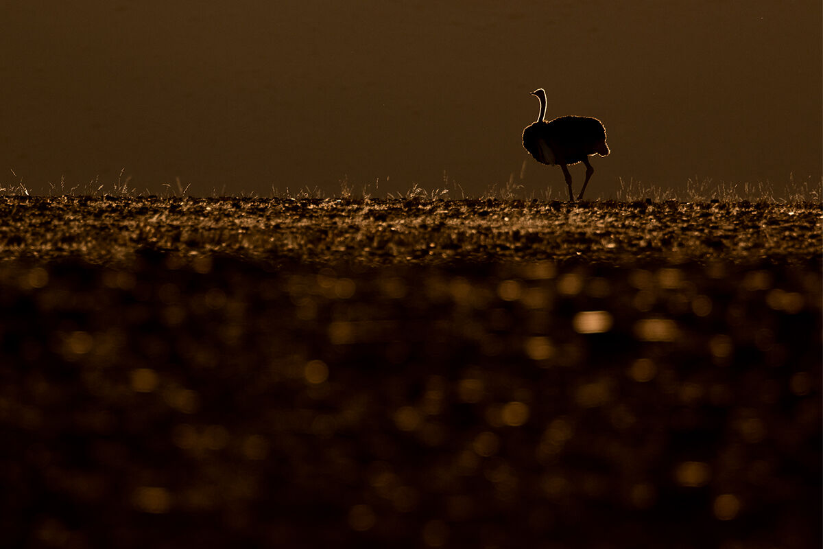 Ostrich at sunset...