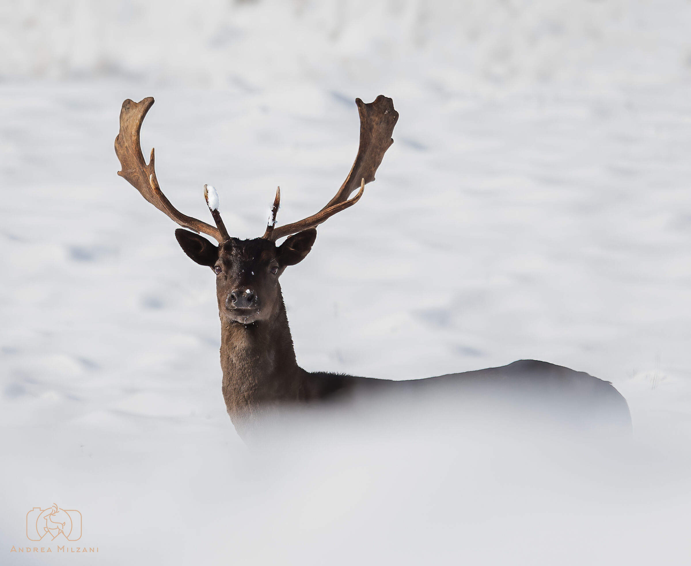 Melanistic fallow deer in the snow...