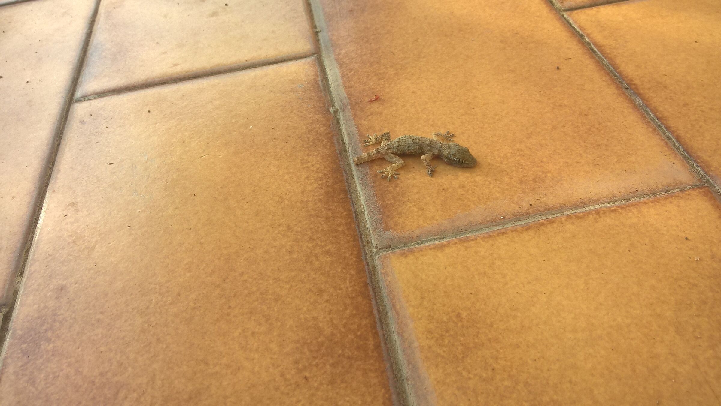 Gecko (actually more dead than alive)...