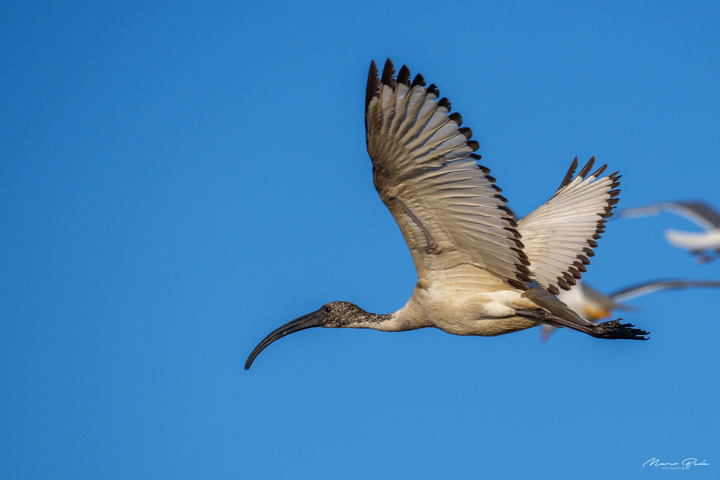 sacred ibis ...