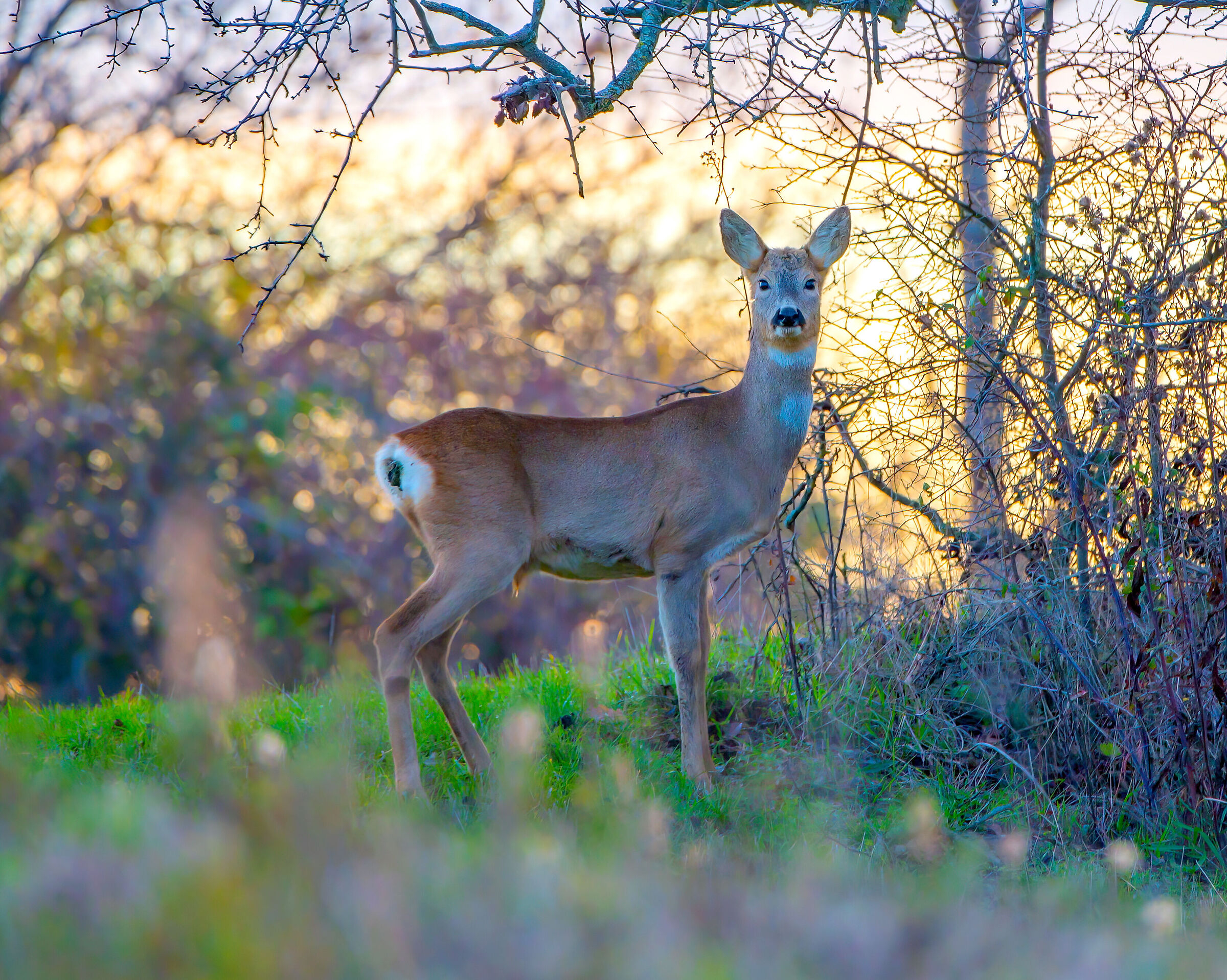 Mr. Bambi...