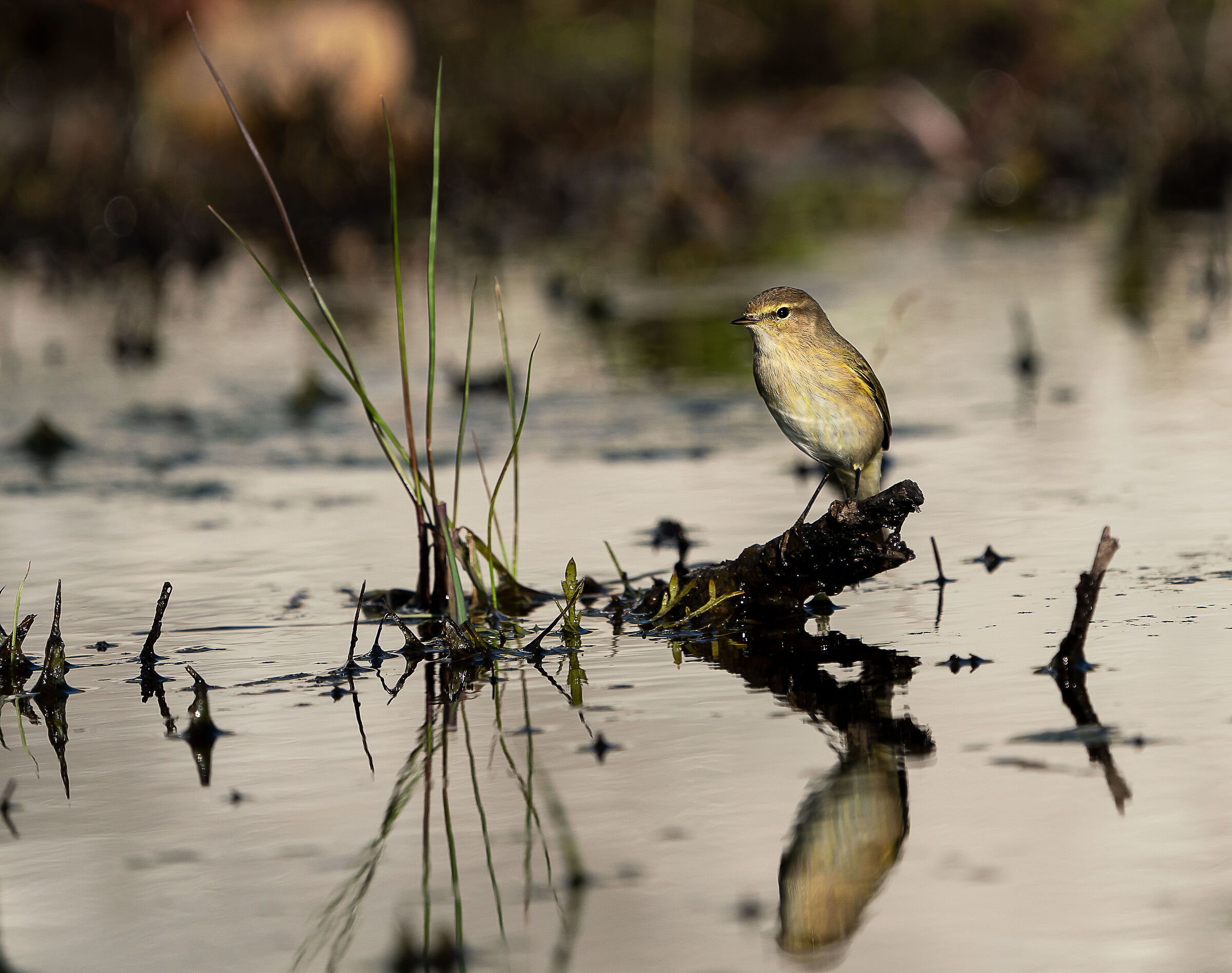 Water pipit?...