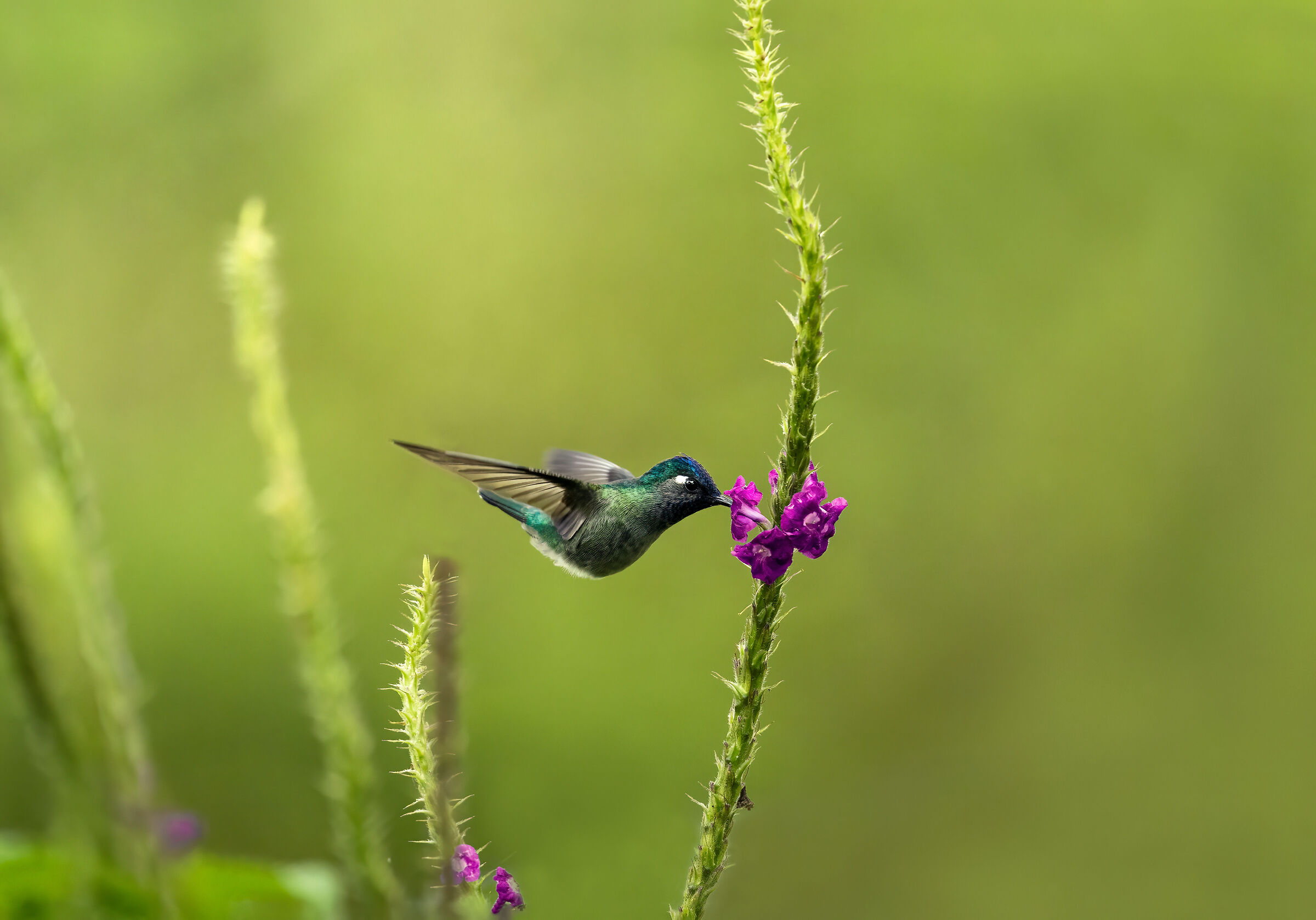 Hummingbird Testaviola...