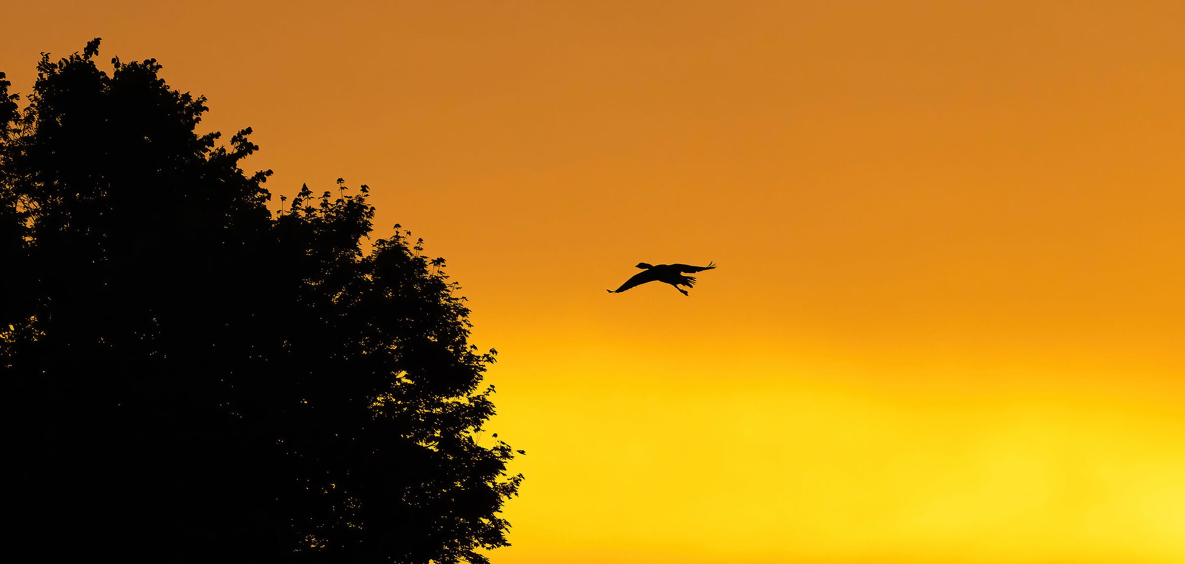 Canadian goose at sunset...