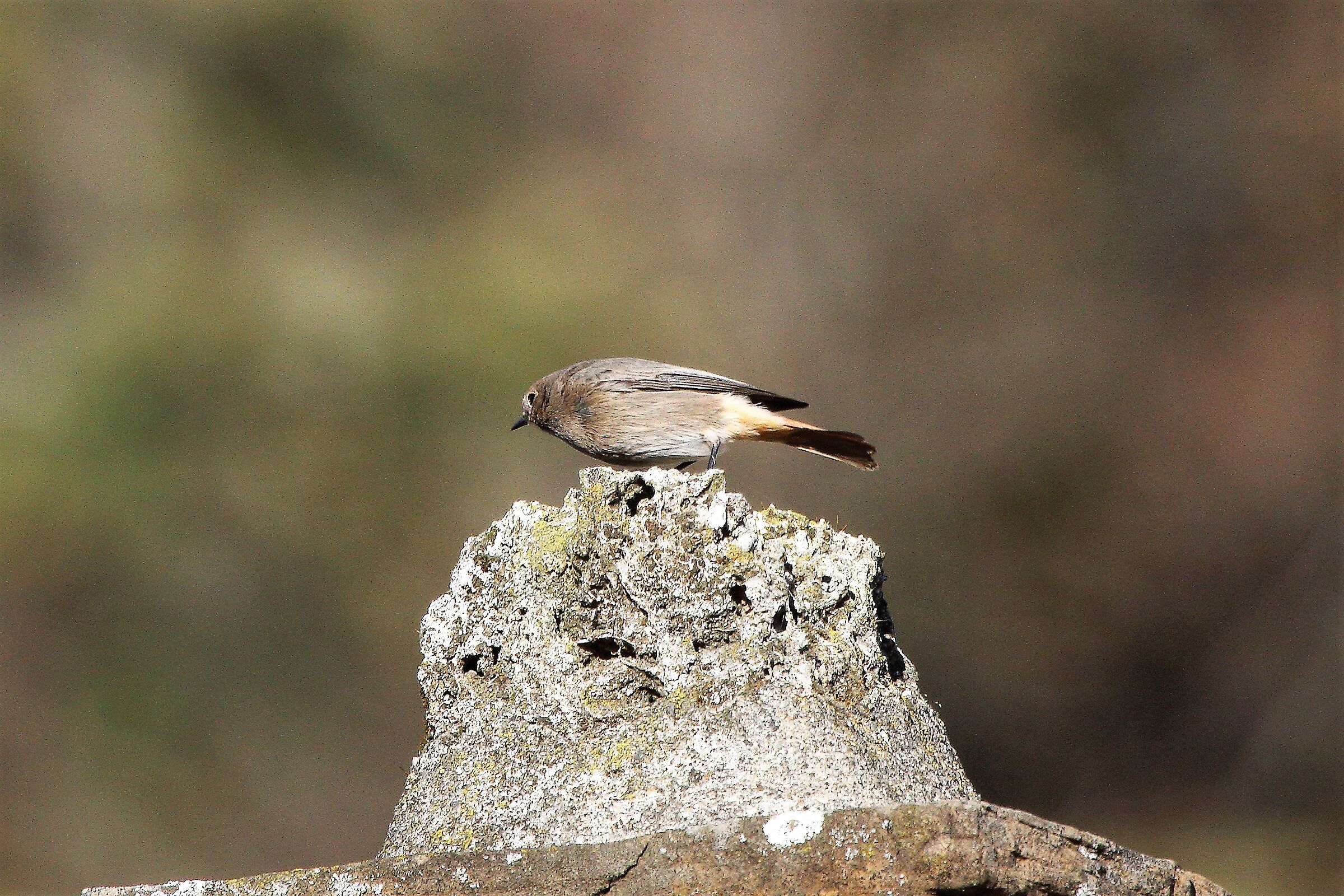 Redstart...