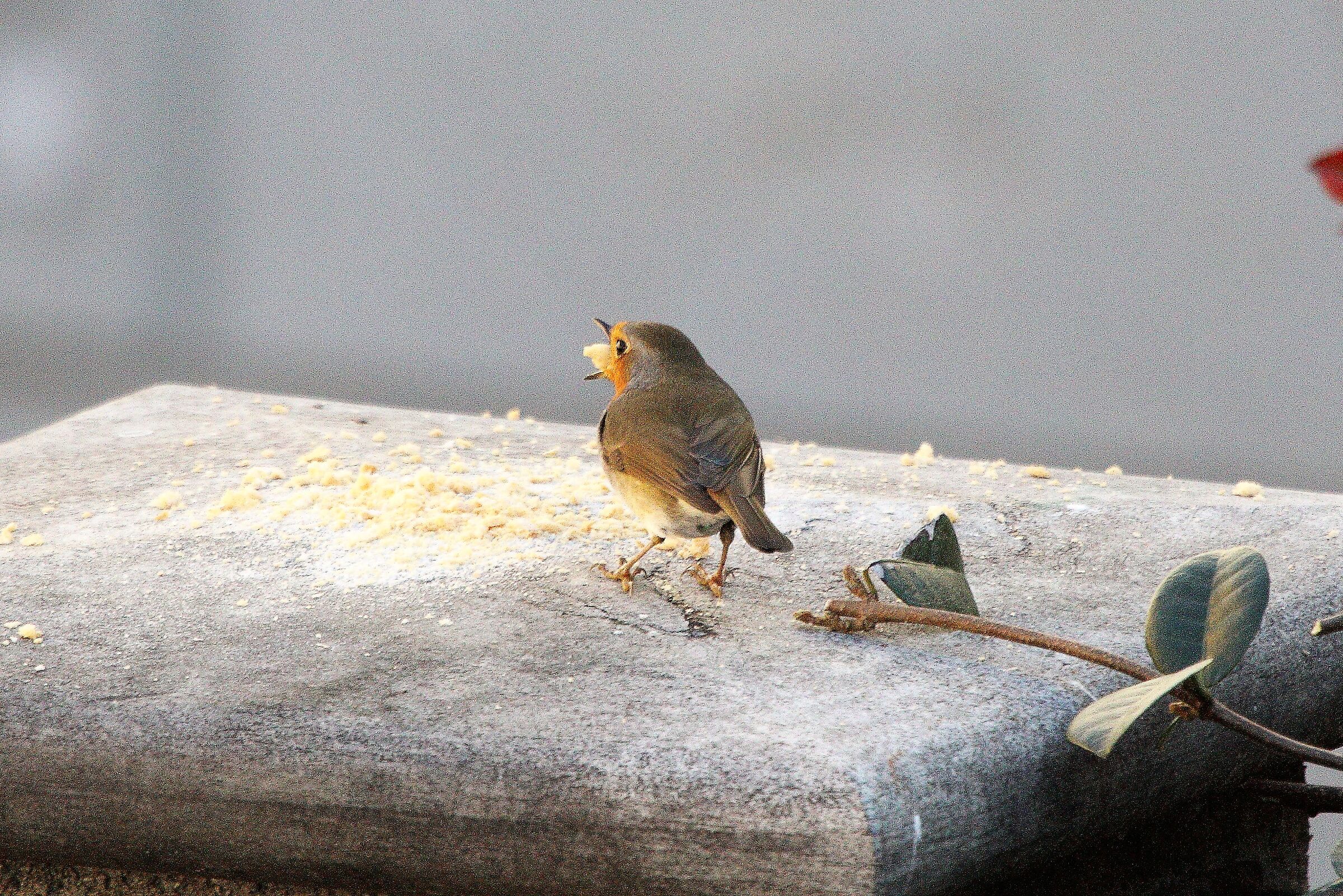 Robin...