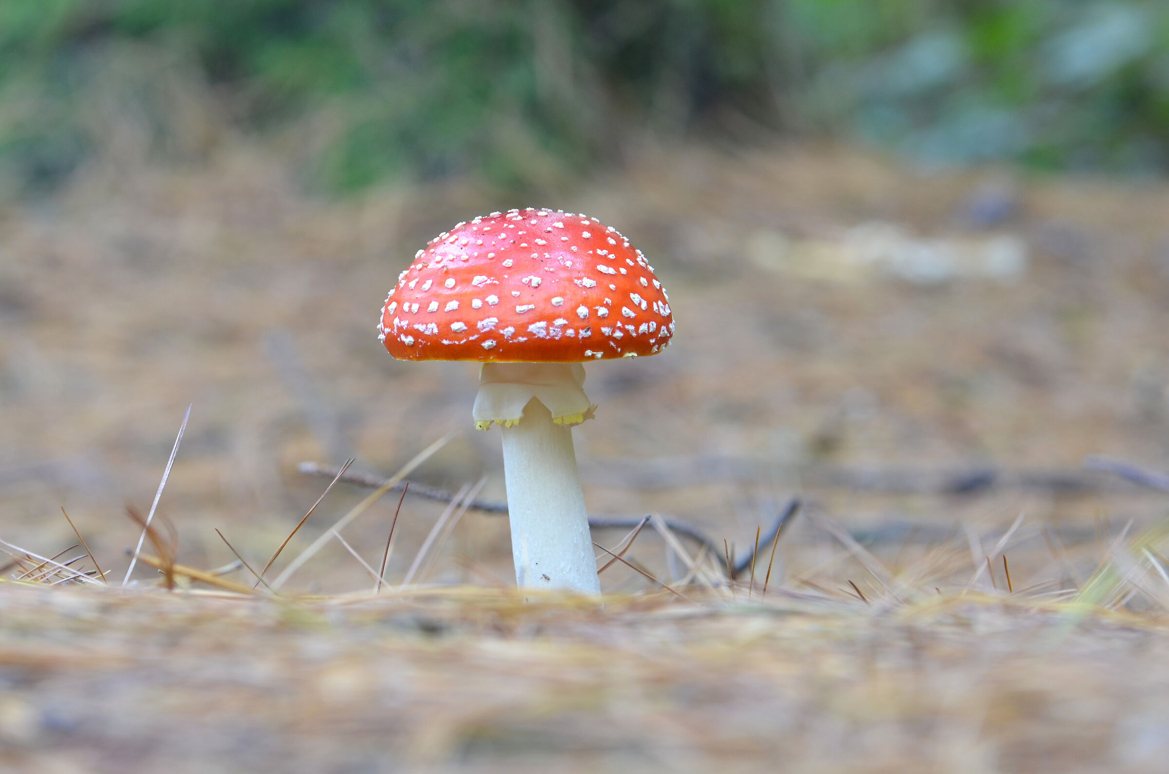 Amanita muscaria...