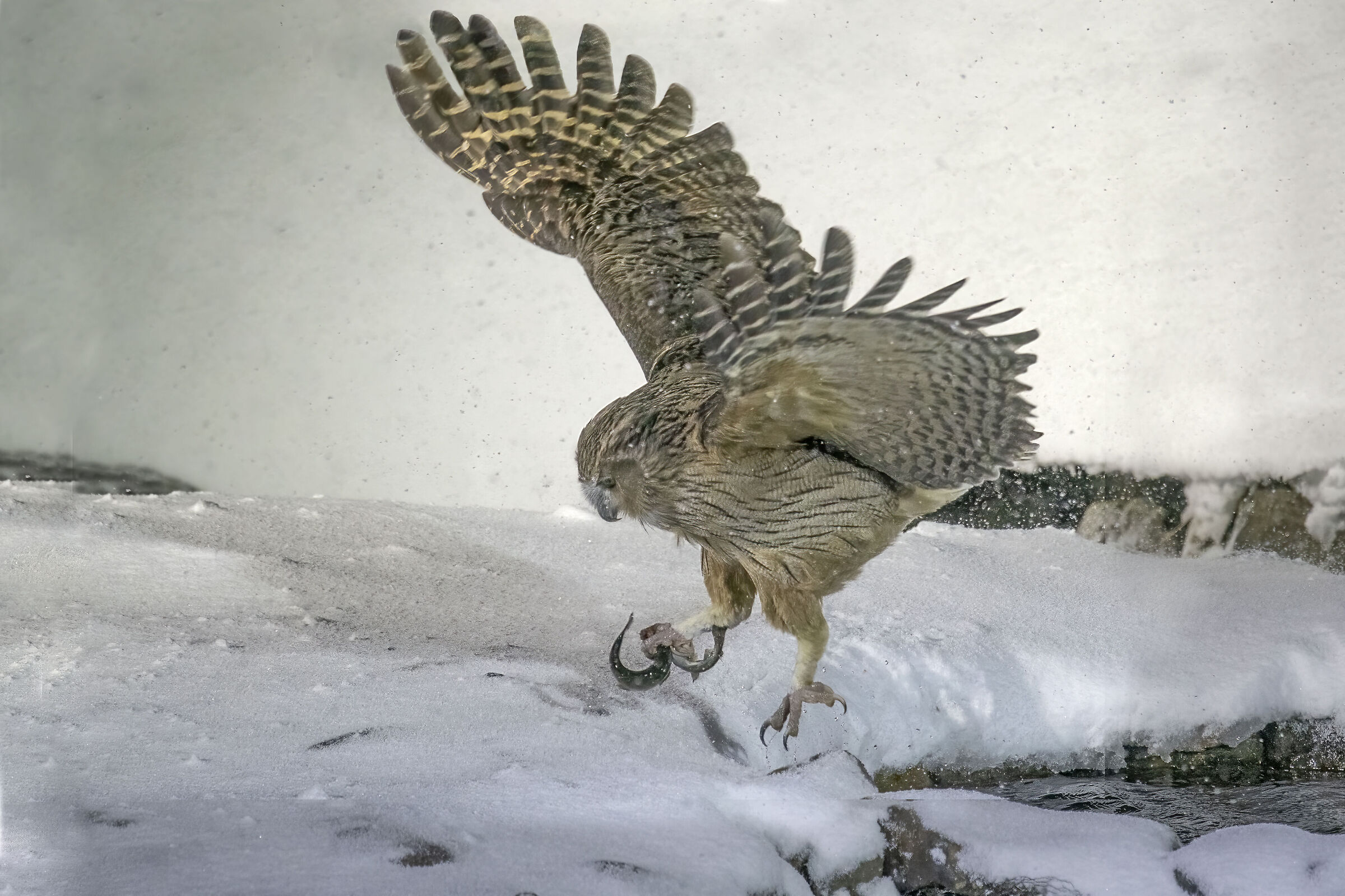 Blakiston's fishery owl, double catch in the snow...