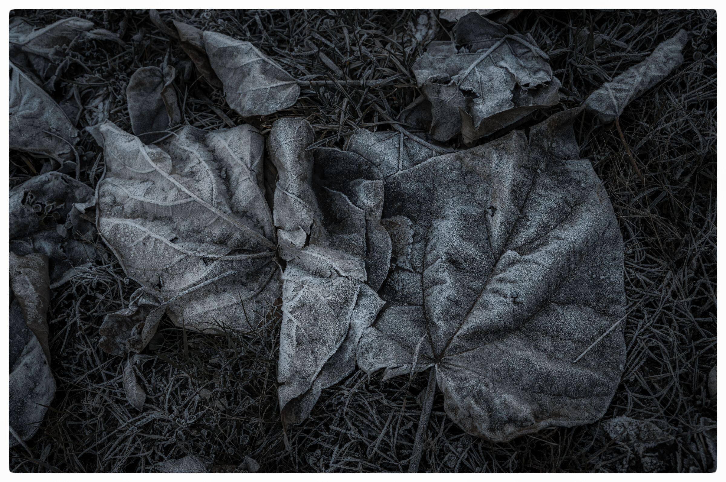 Sycamore leaves...
