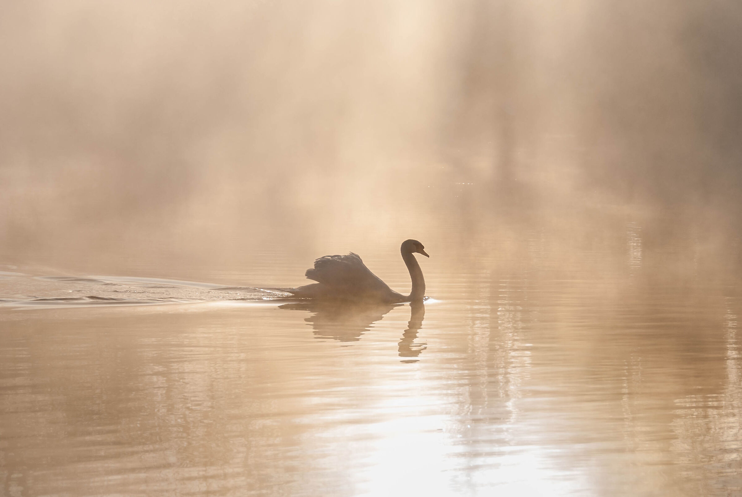 swan...