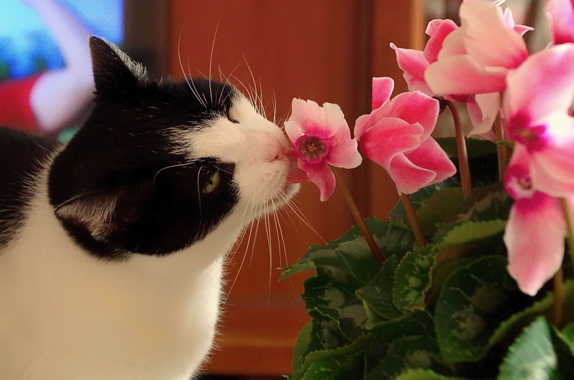 Indy , il gatto che amava i fiori ......