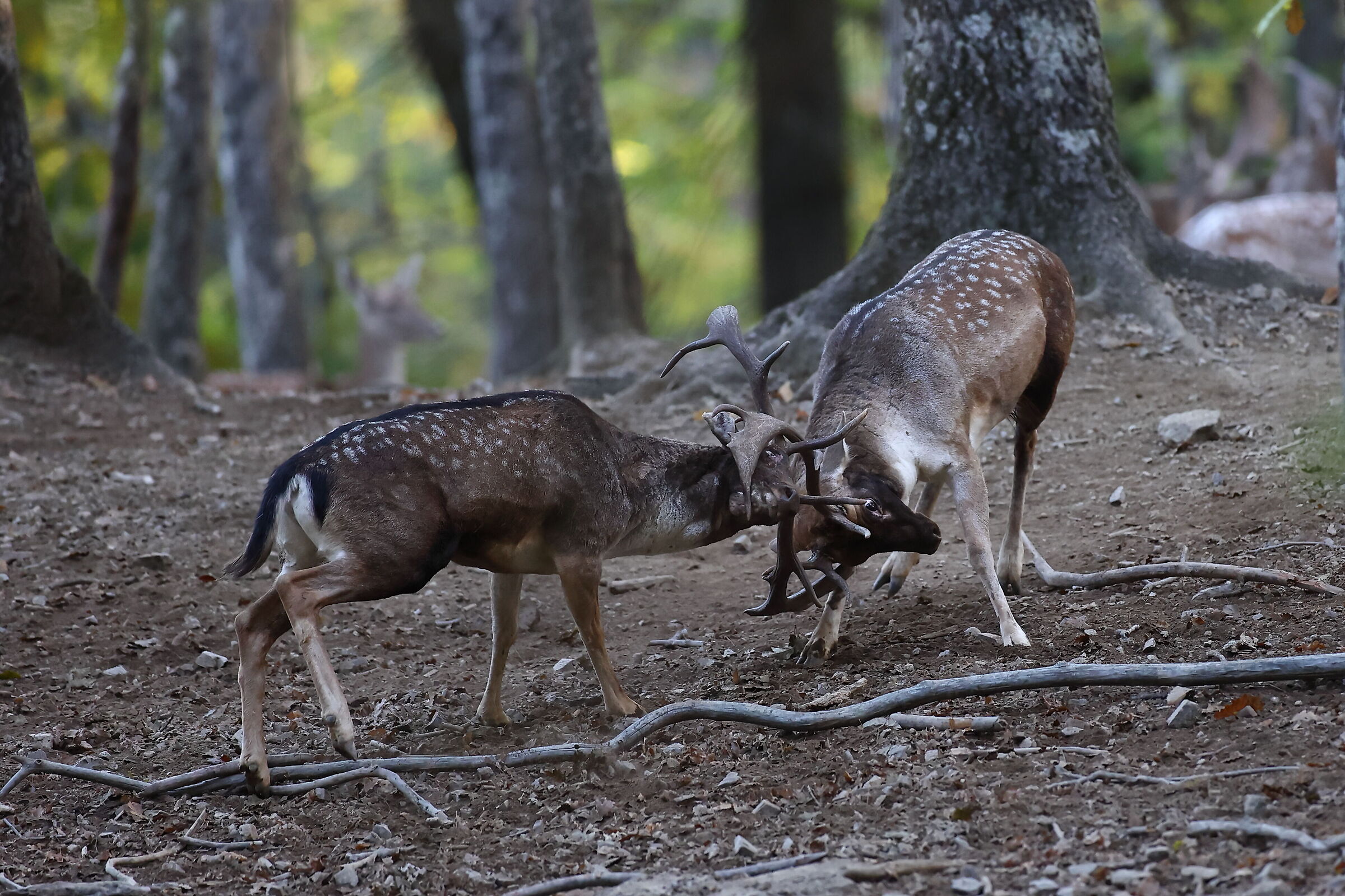 Fallow deer clashes...