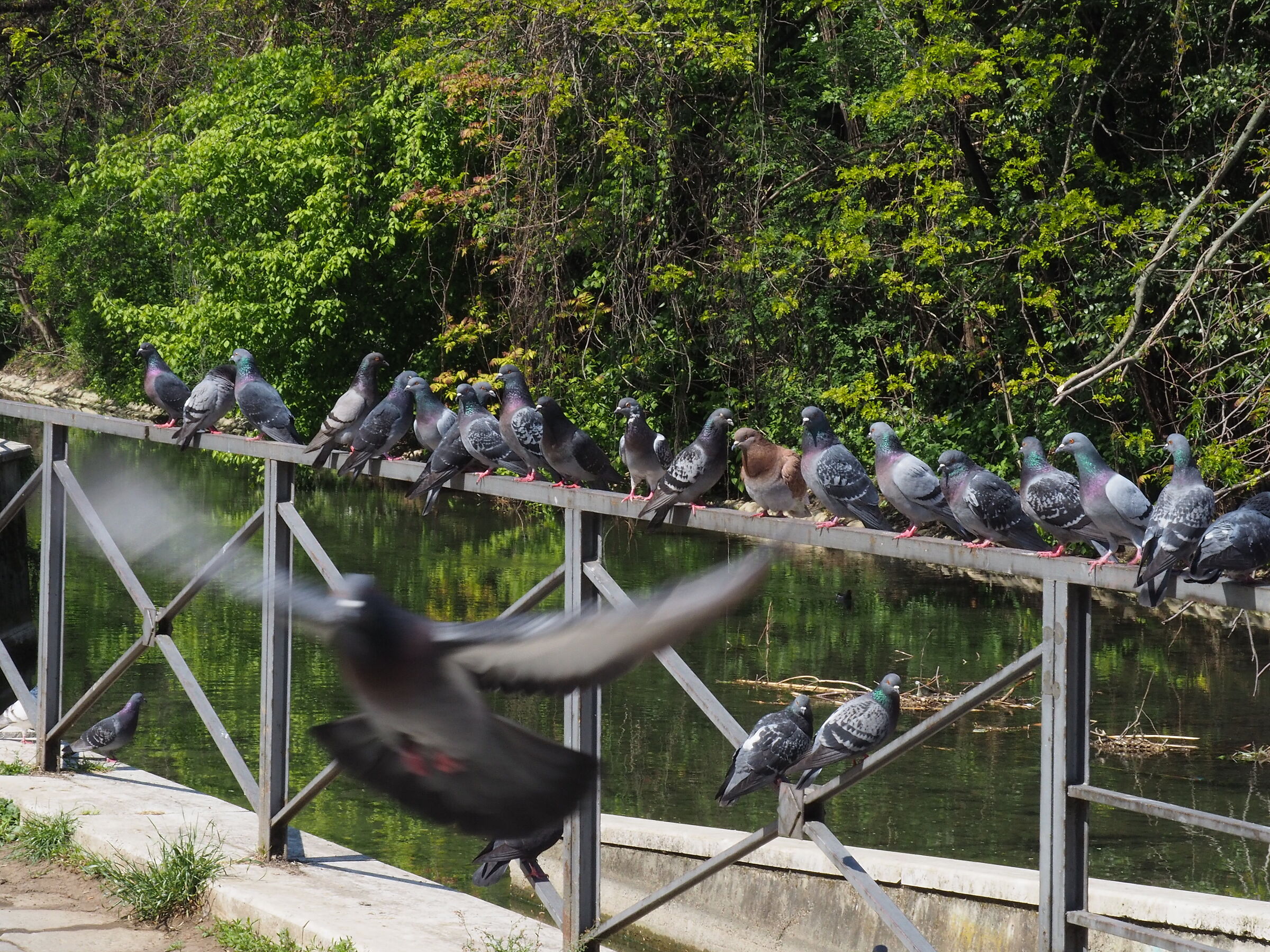 Pigeons of Martesana...
