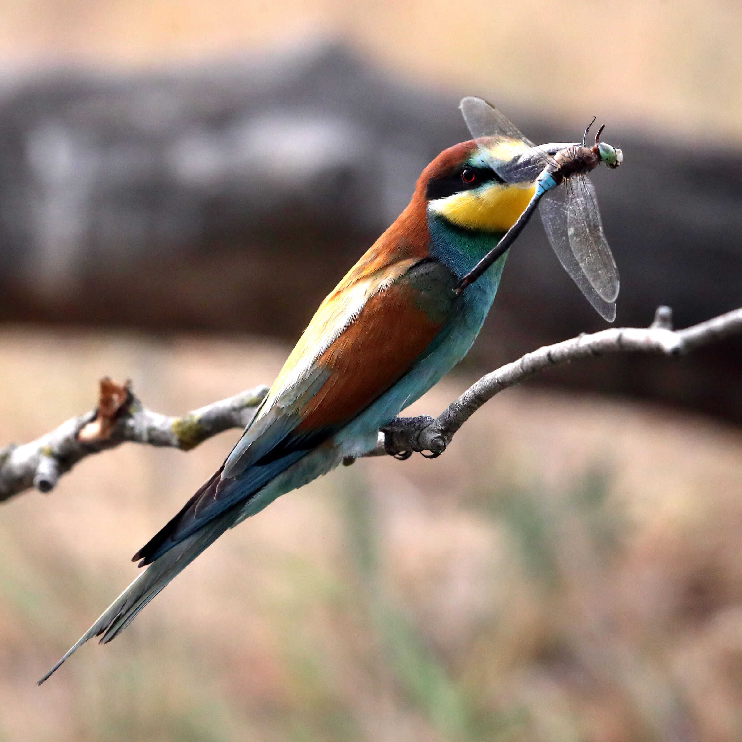 Bee-eater with dragonfly...
