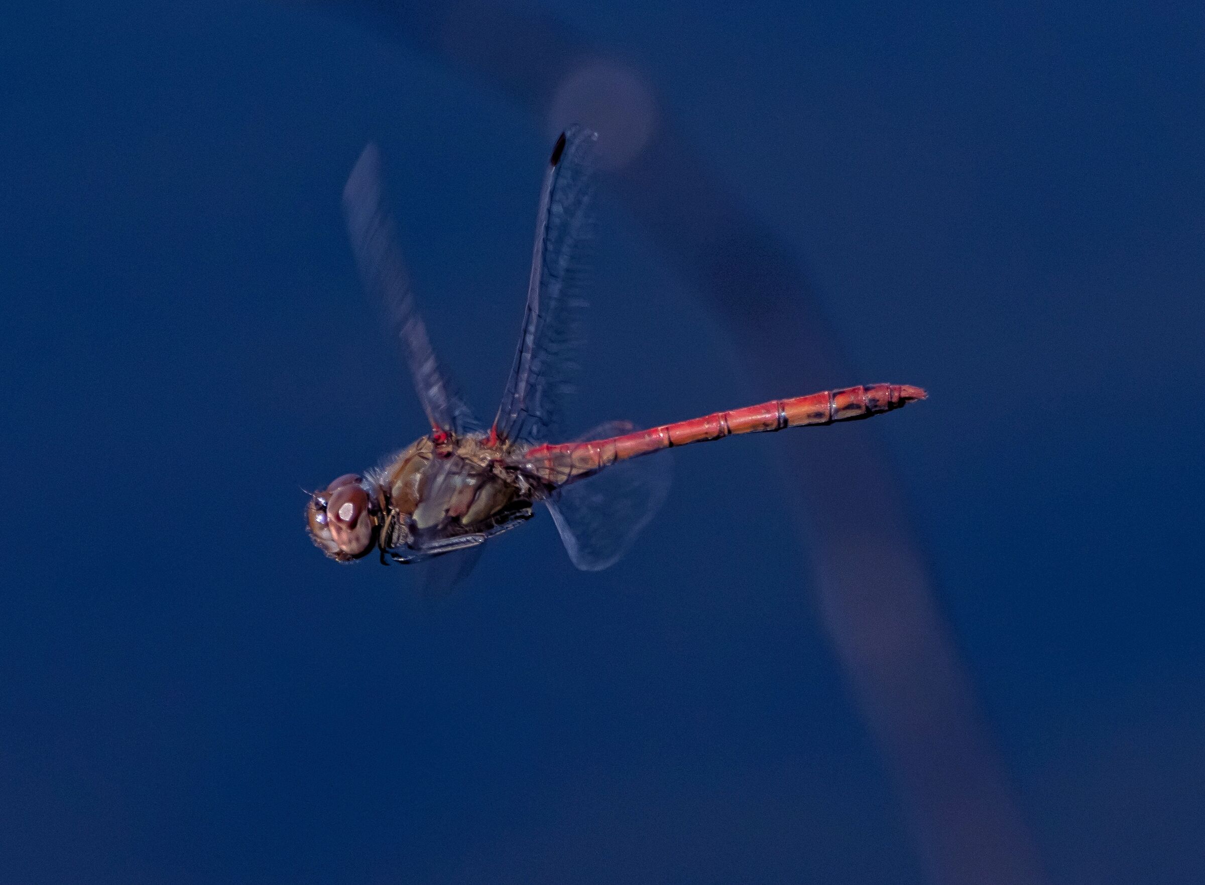 dragonfly Sympetrum southern male 8/10/2020...