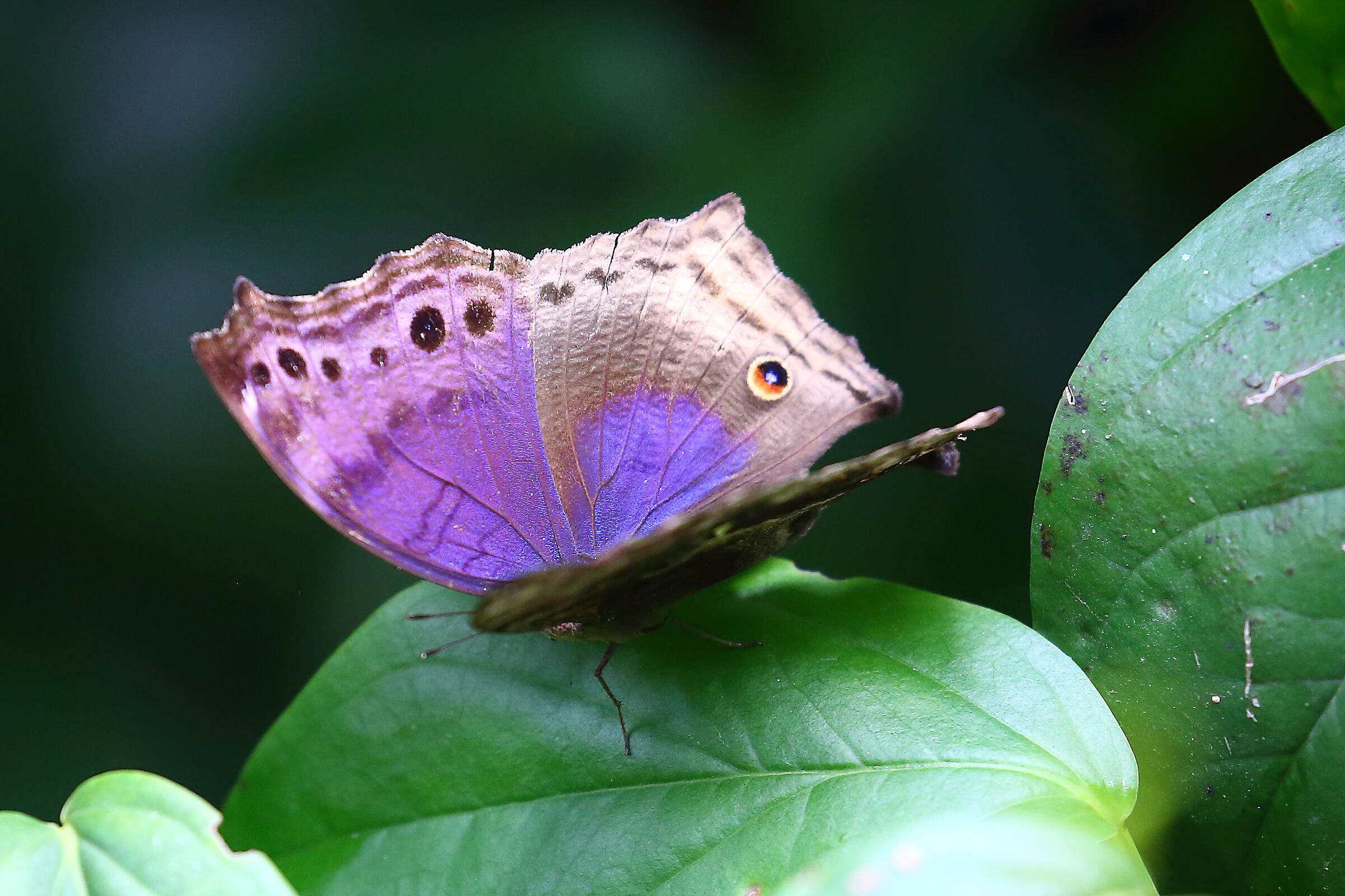 Butterfly 2...