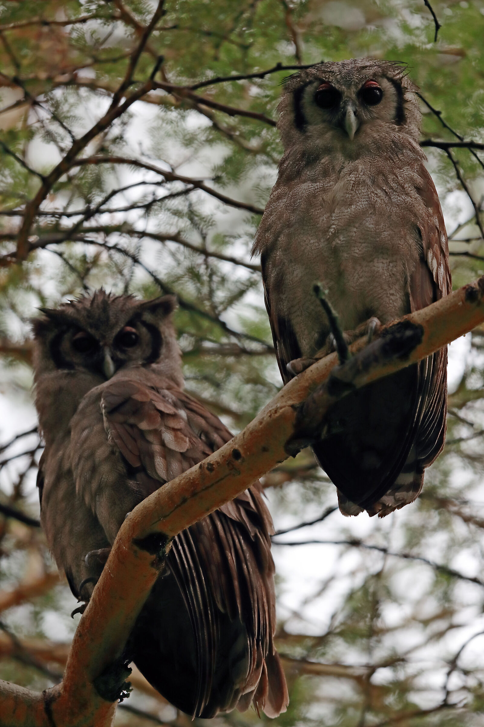 Owls of Verreaux...