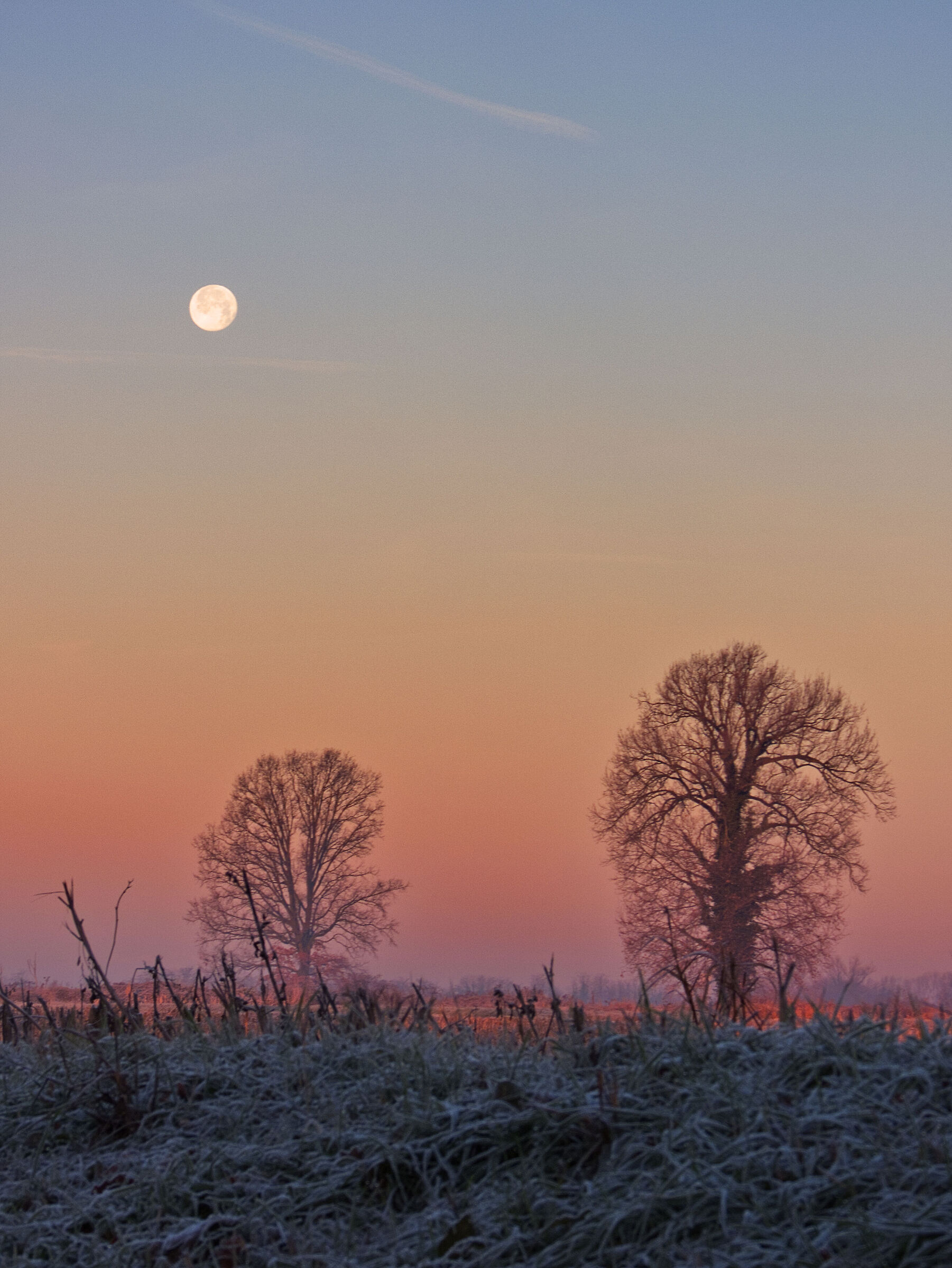 The moon in the ... frost...