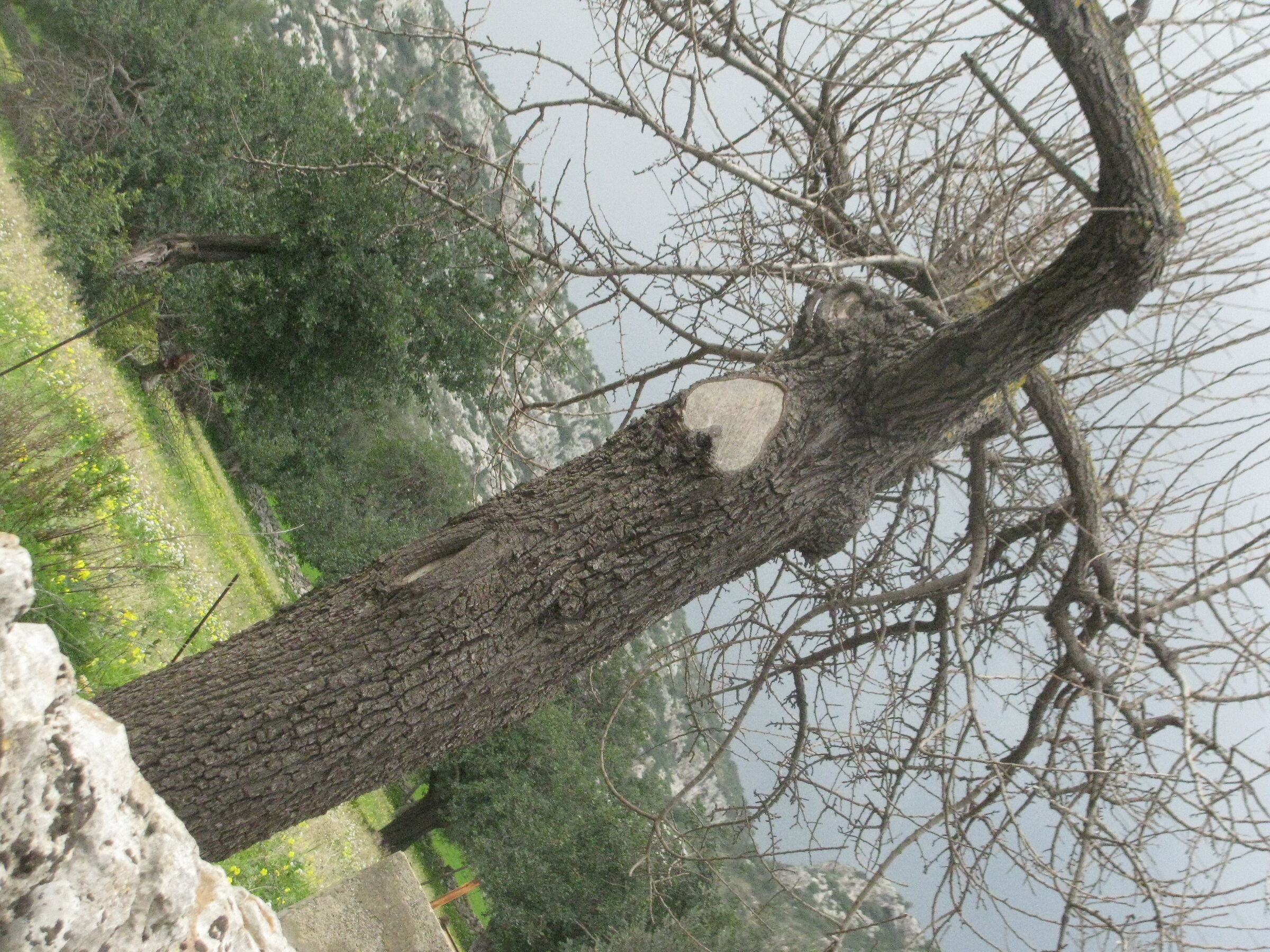 romantic tree...