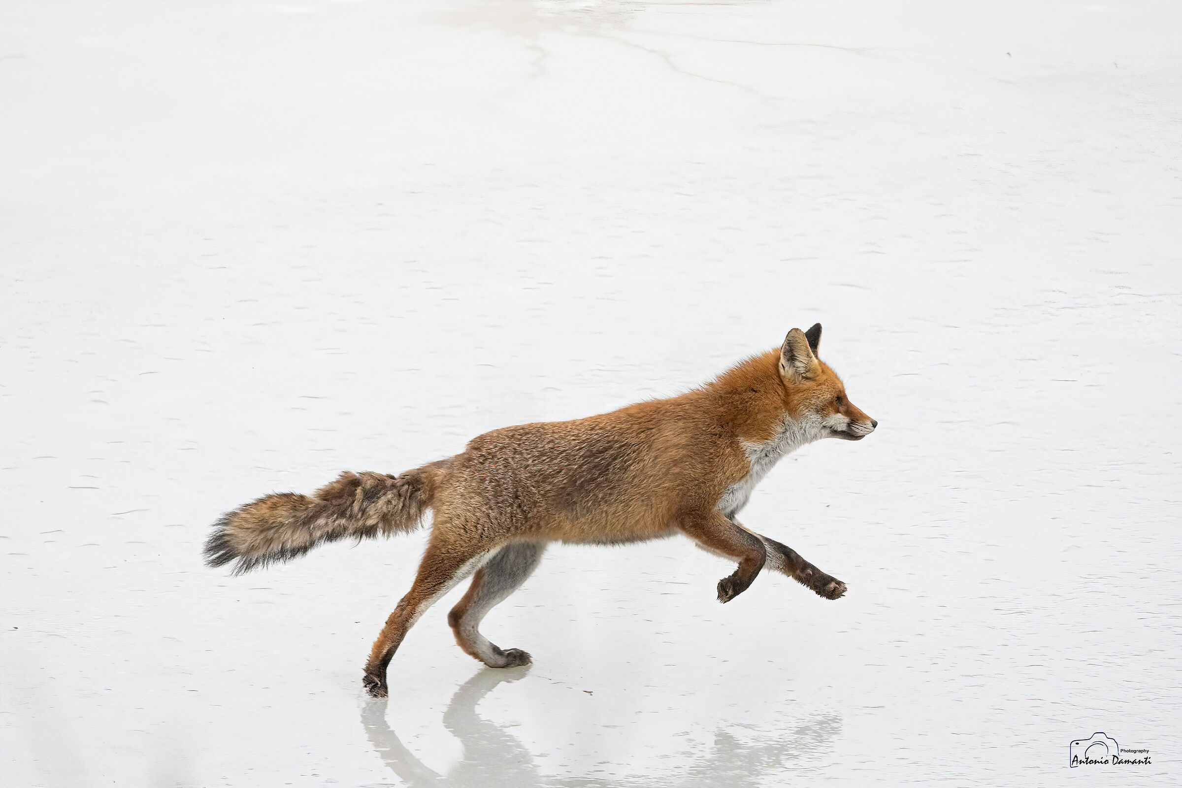Fox on ice 1...