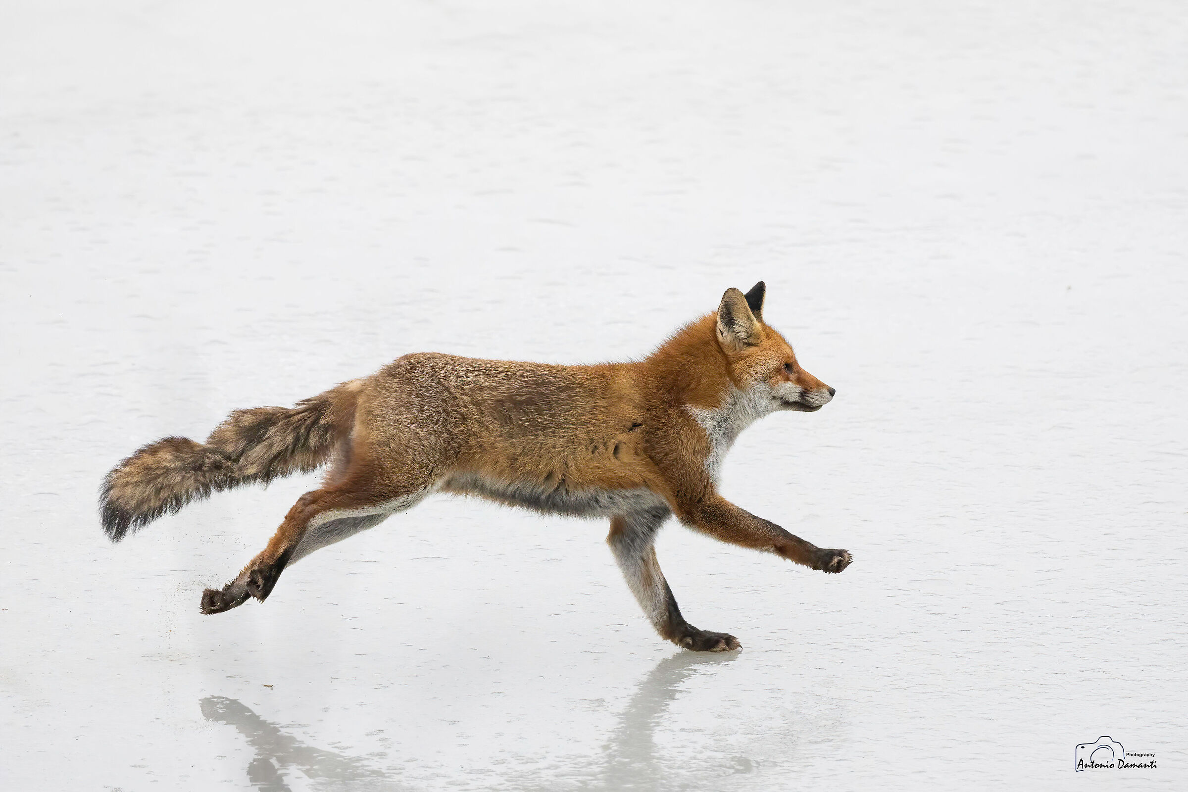 Fox on ice 3...