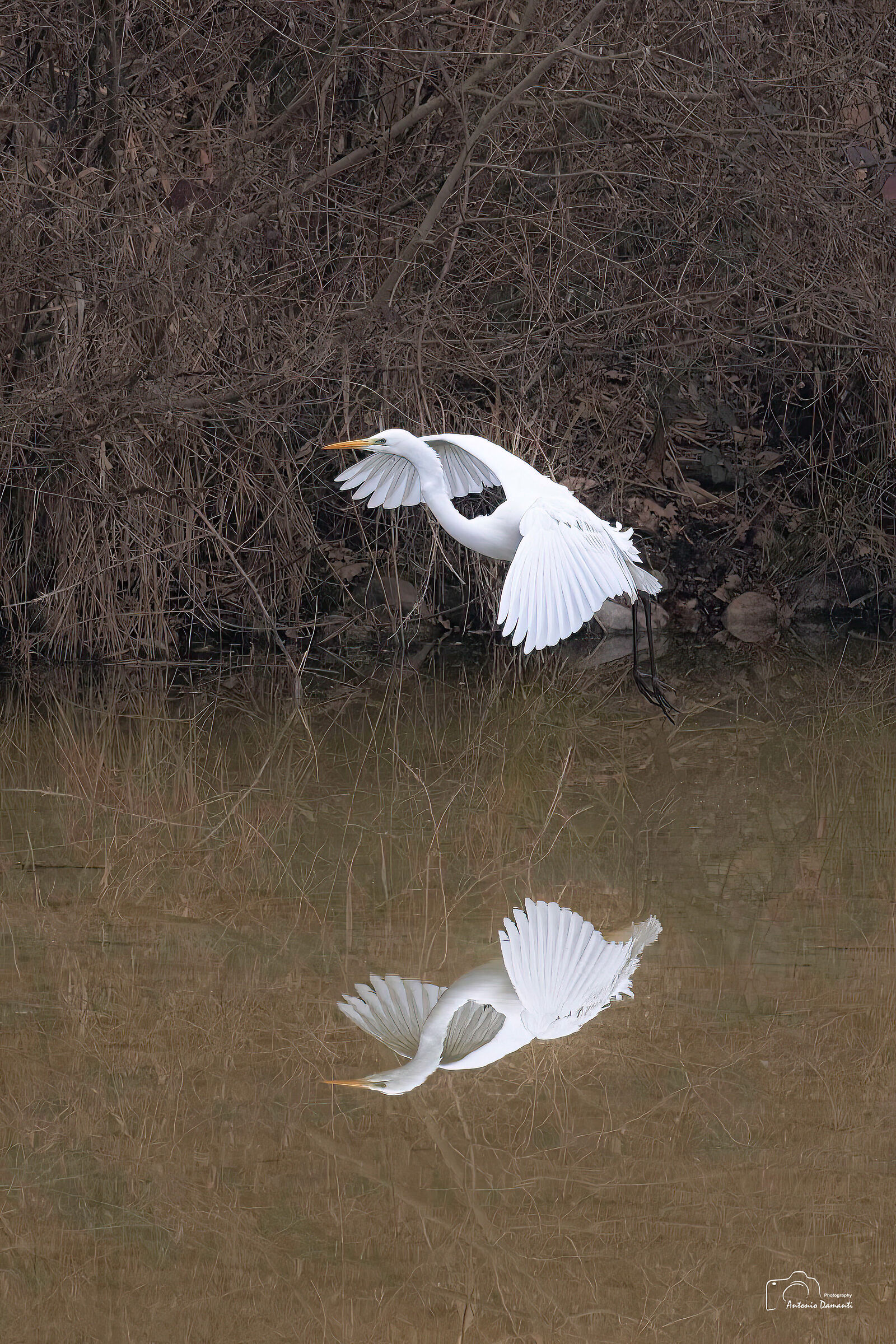 White heron and its reflection...
