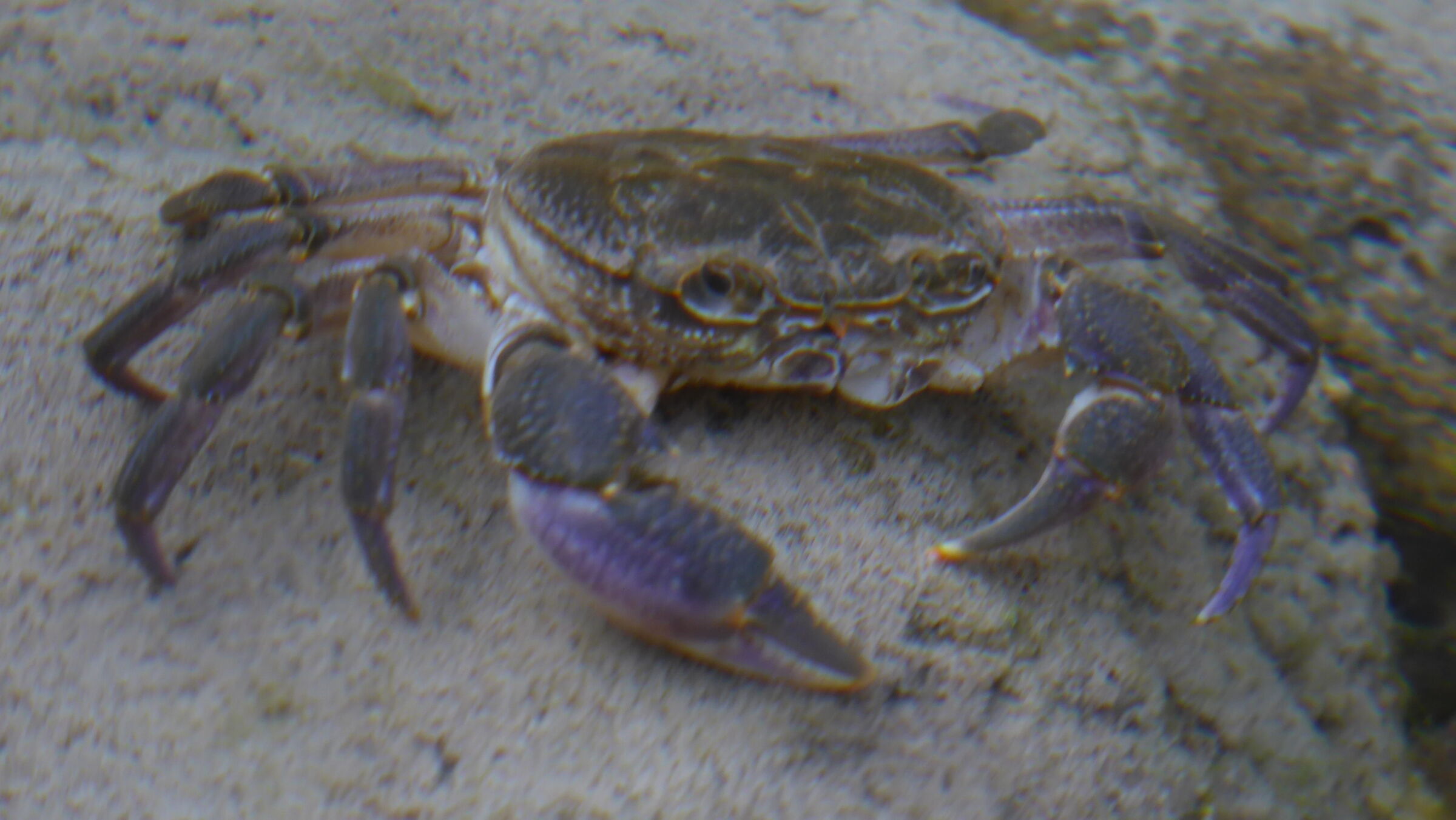 crab...
