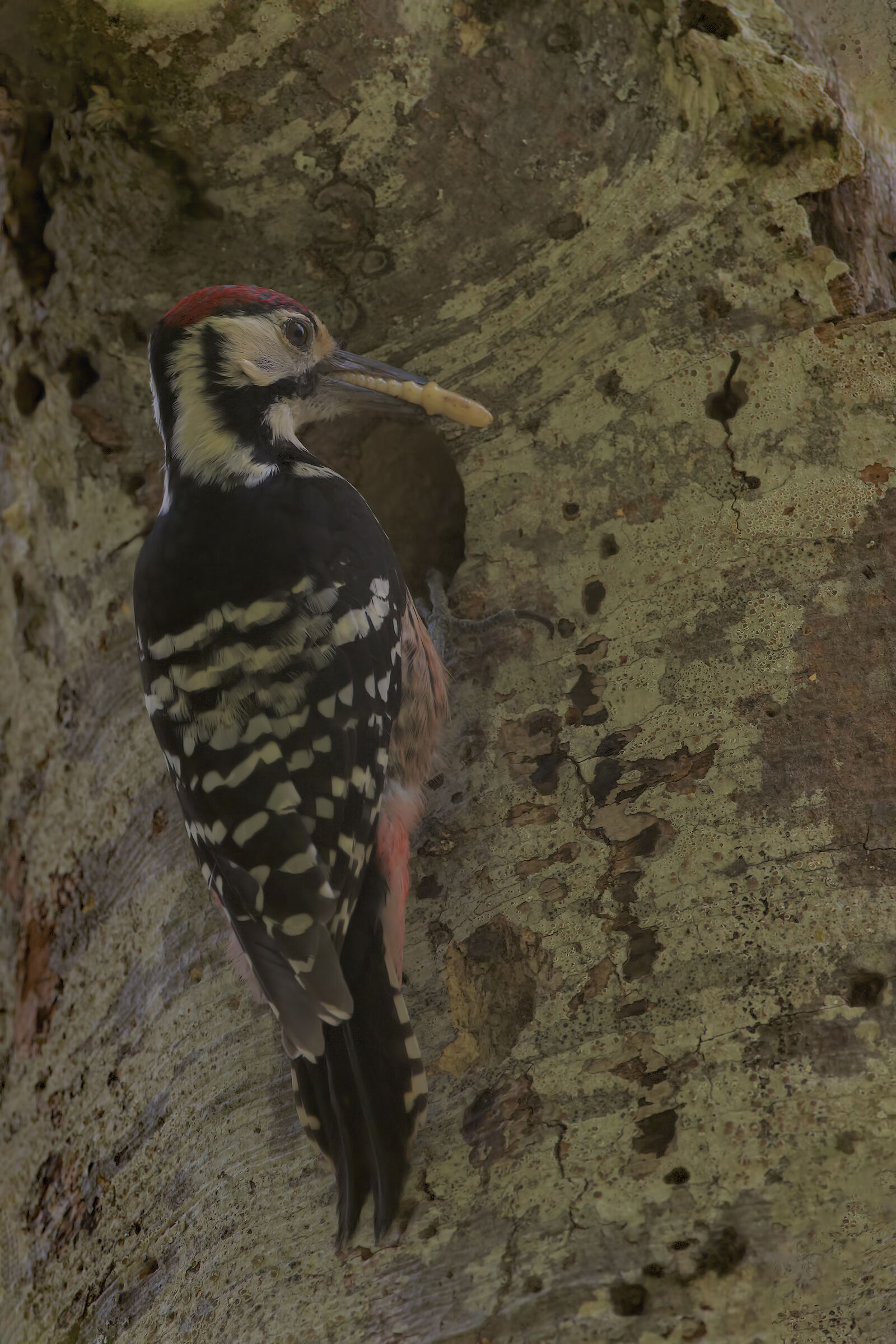Male white-backed woodpecker...
