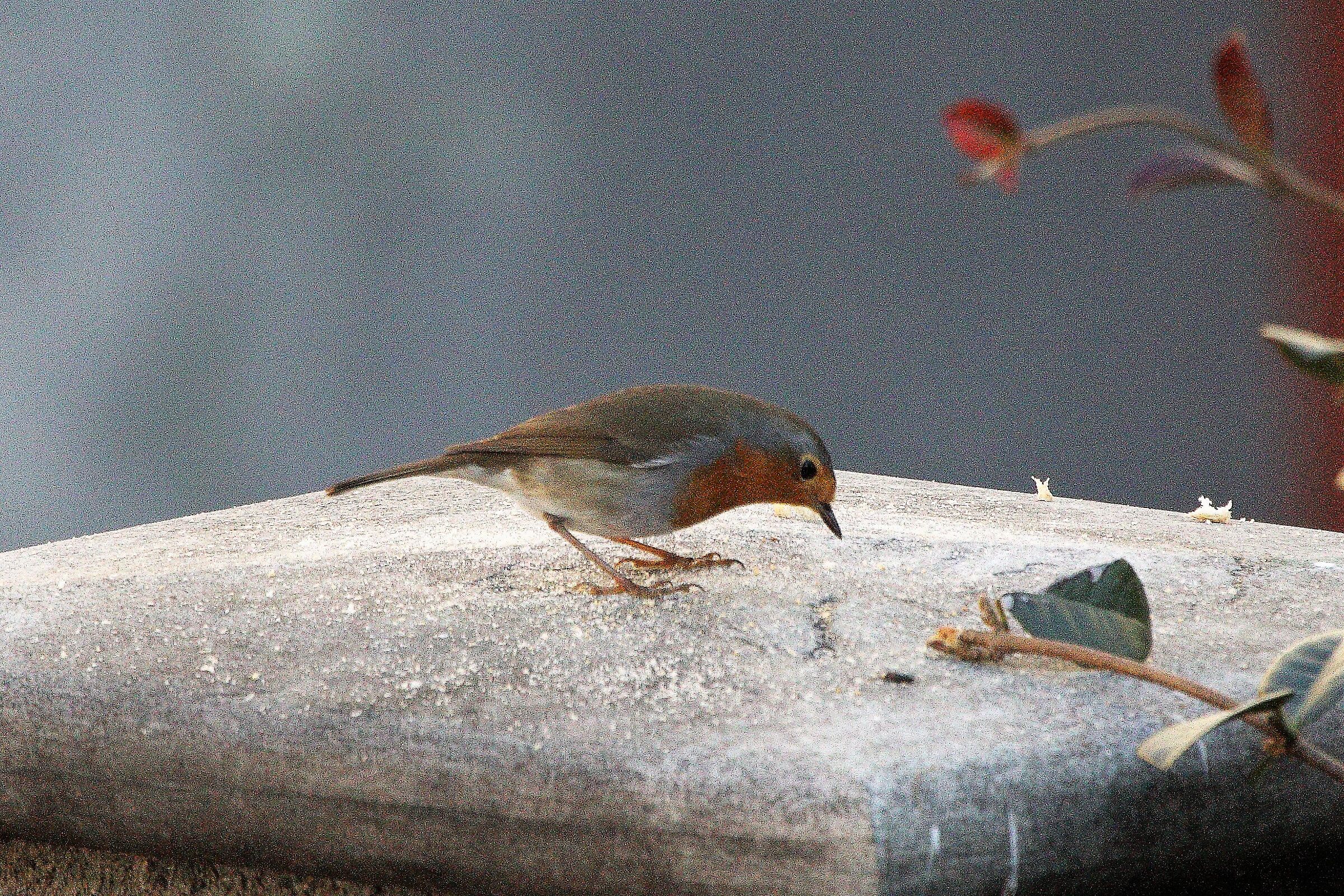 Robin...