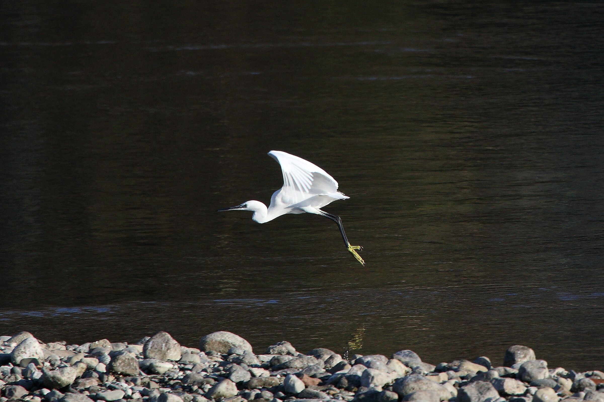 egret...