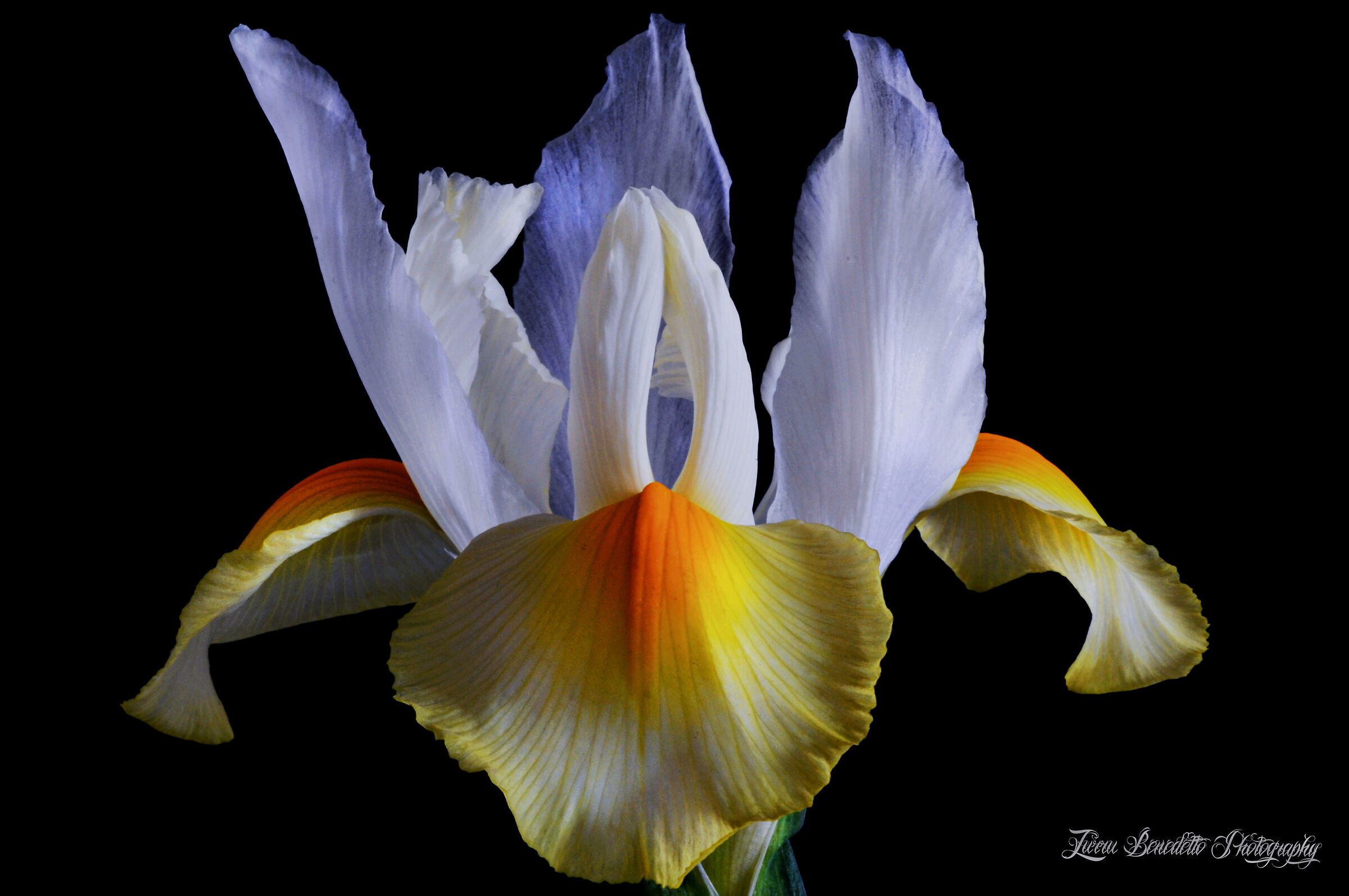Iris Bianco...