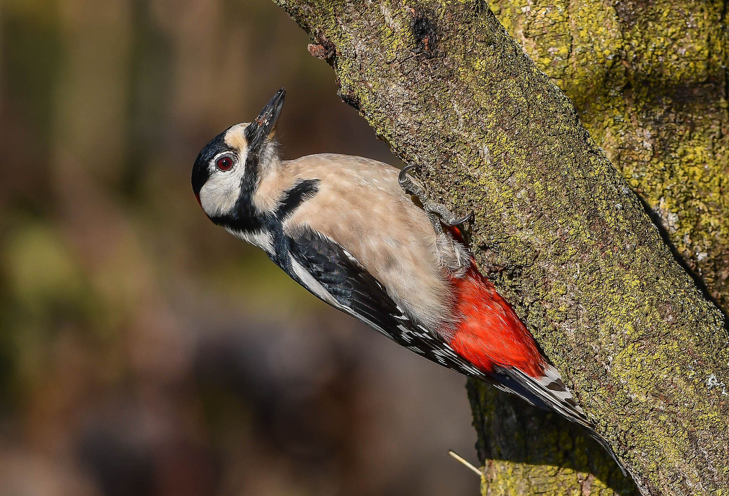 Greater red woodpecker (M)...